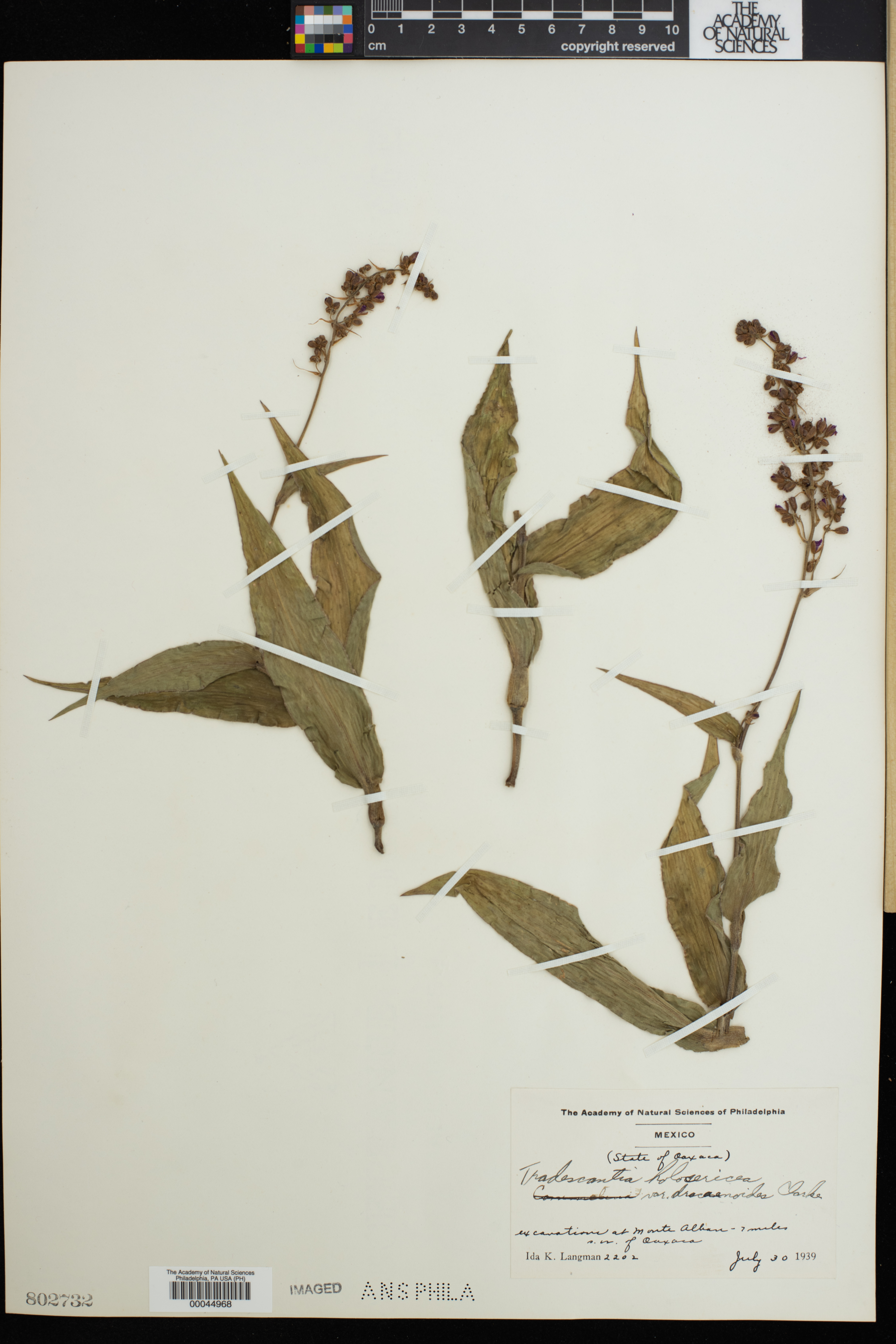 Thyrsanthemum macrophyllum image