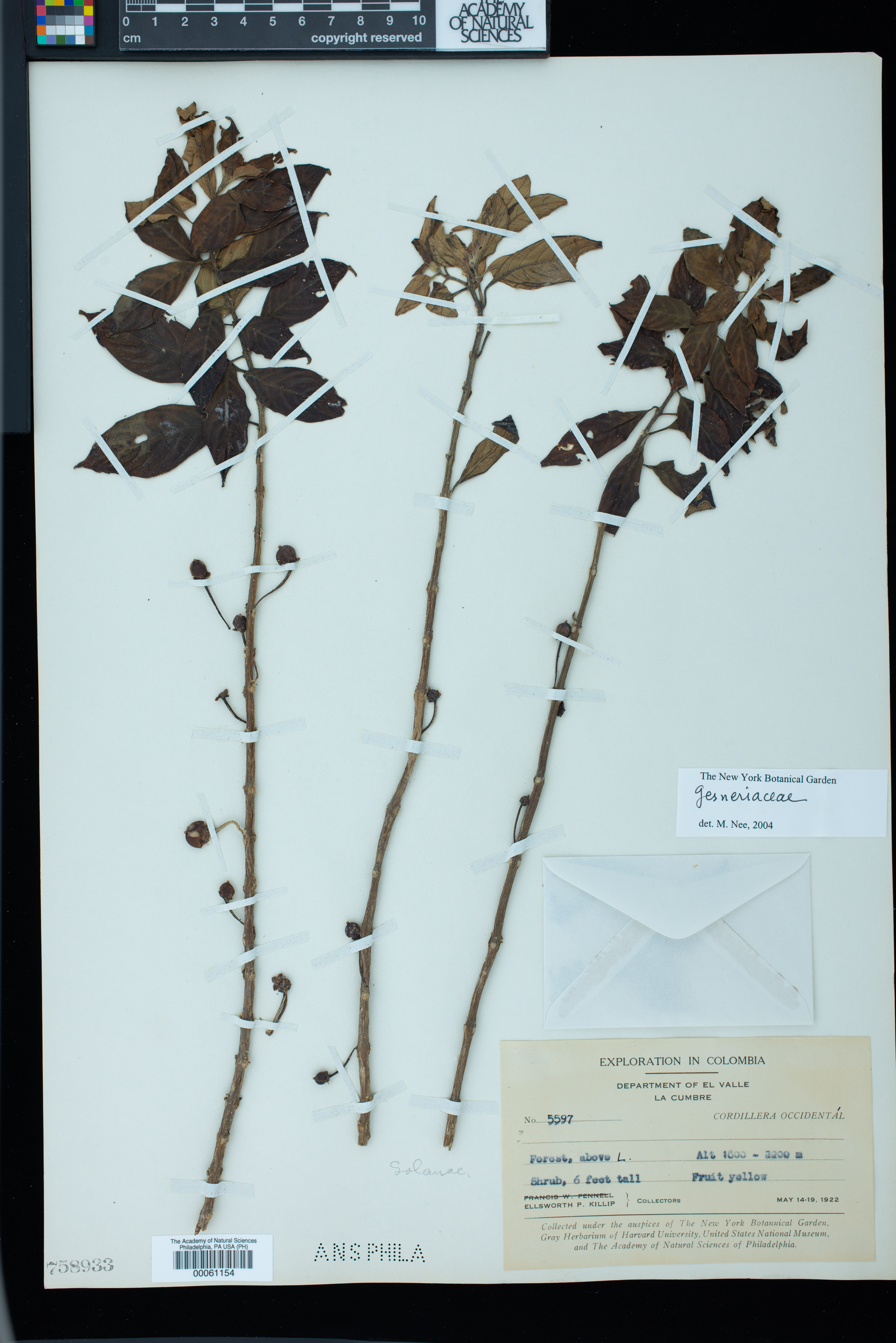 Gesneriaceae image