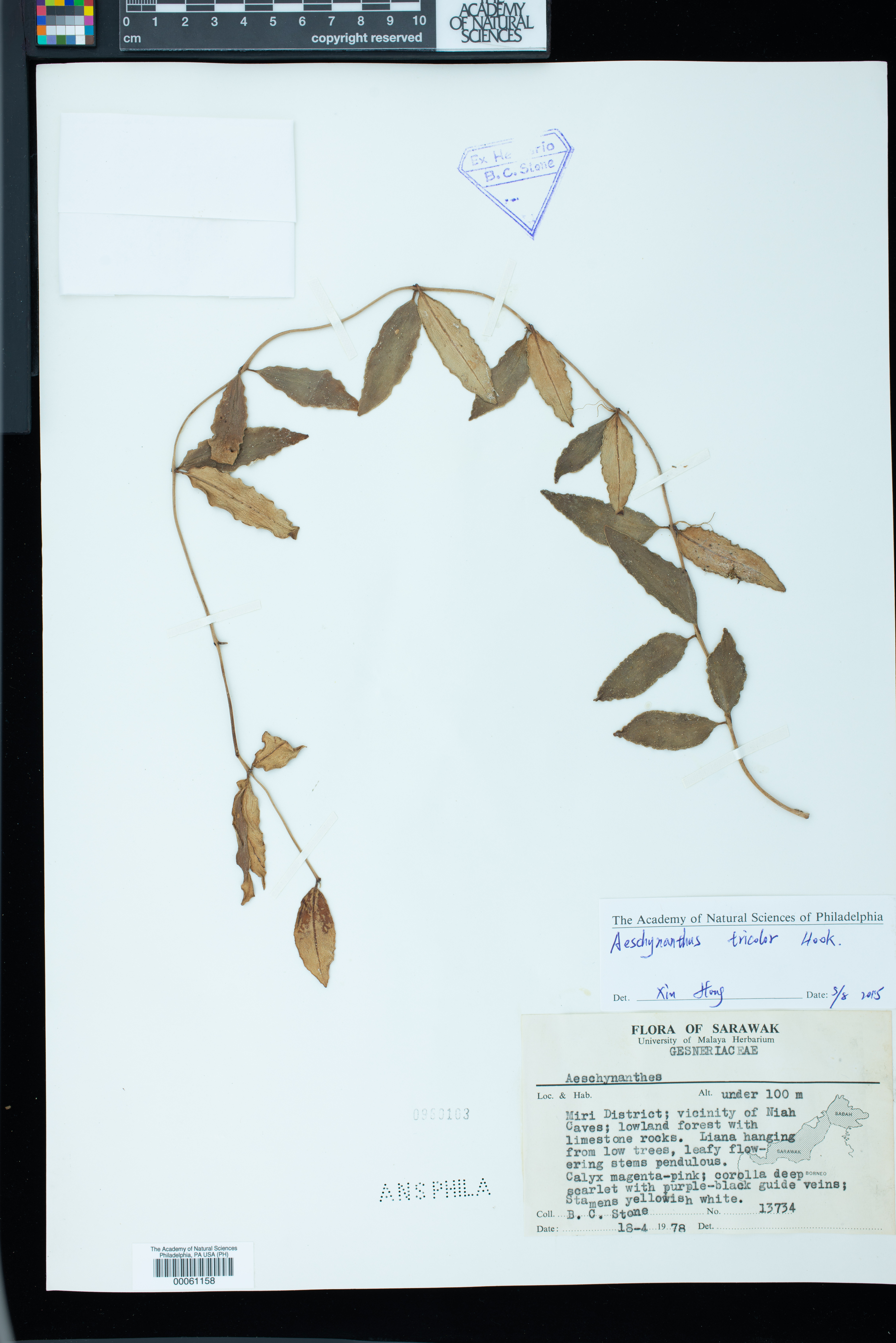 Aeschynanthus tricolor image