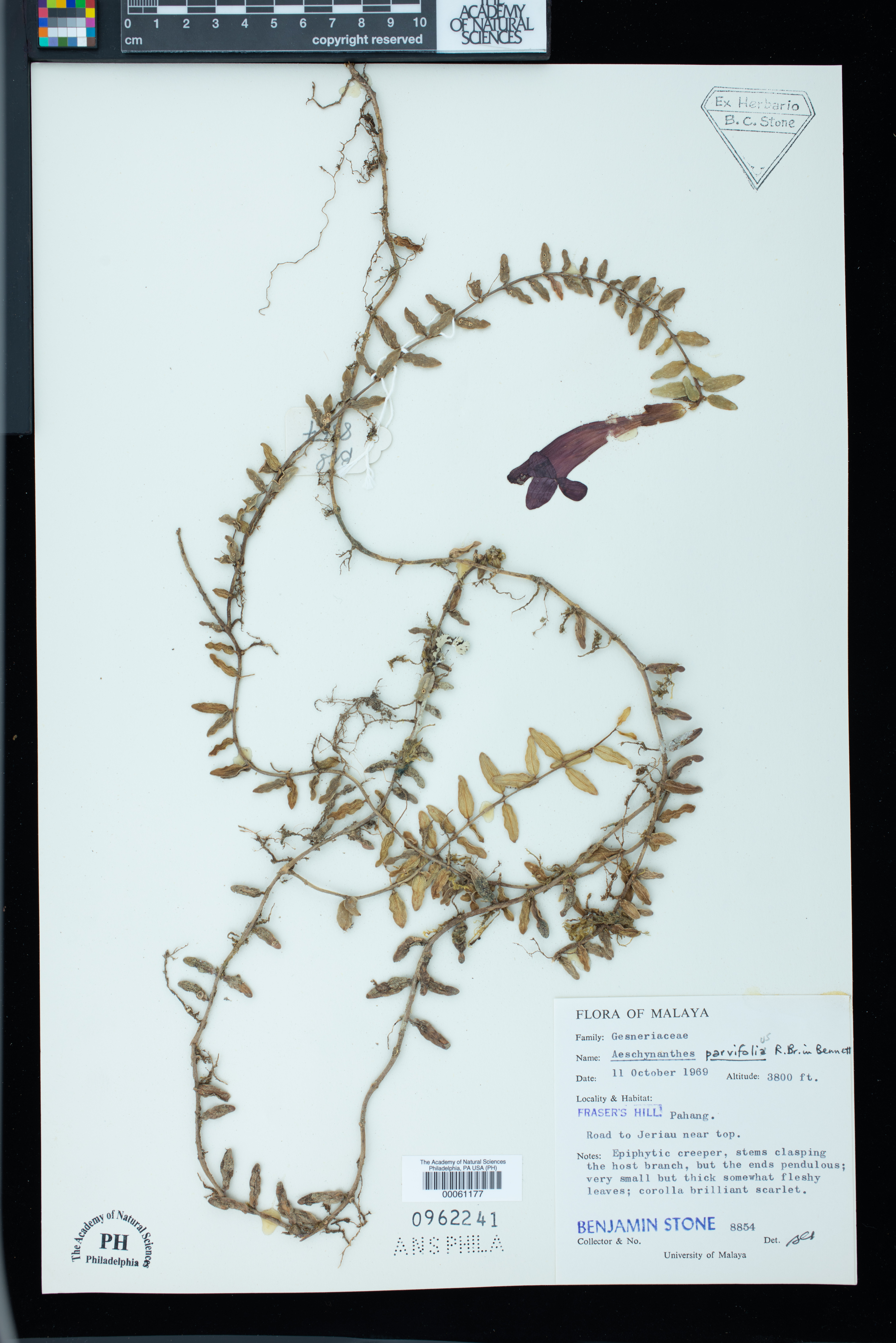 Aeschynanthus parvifolius image