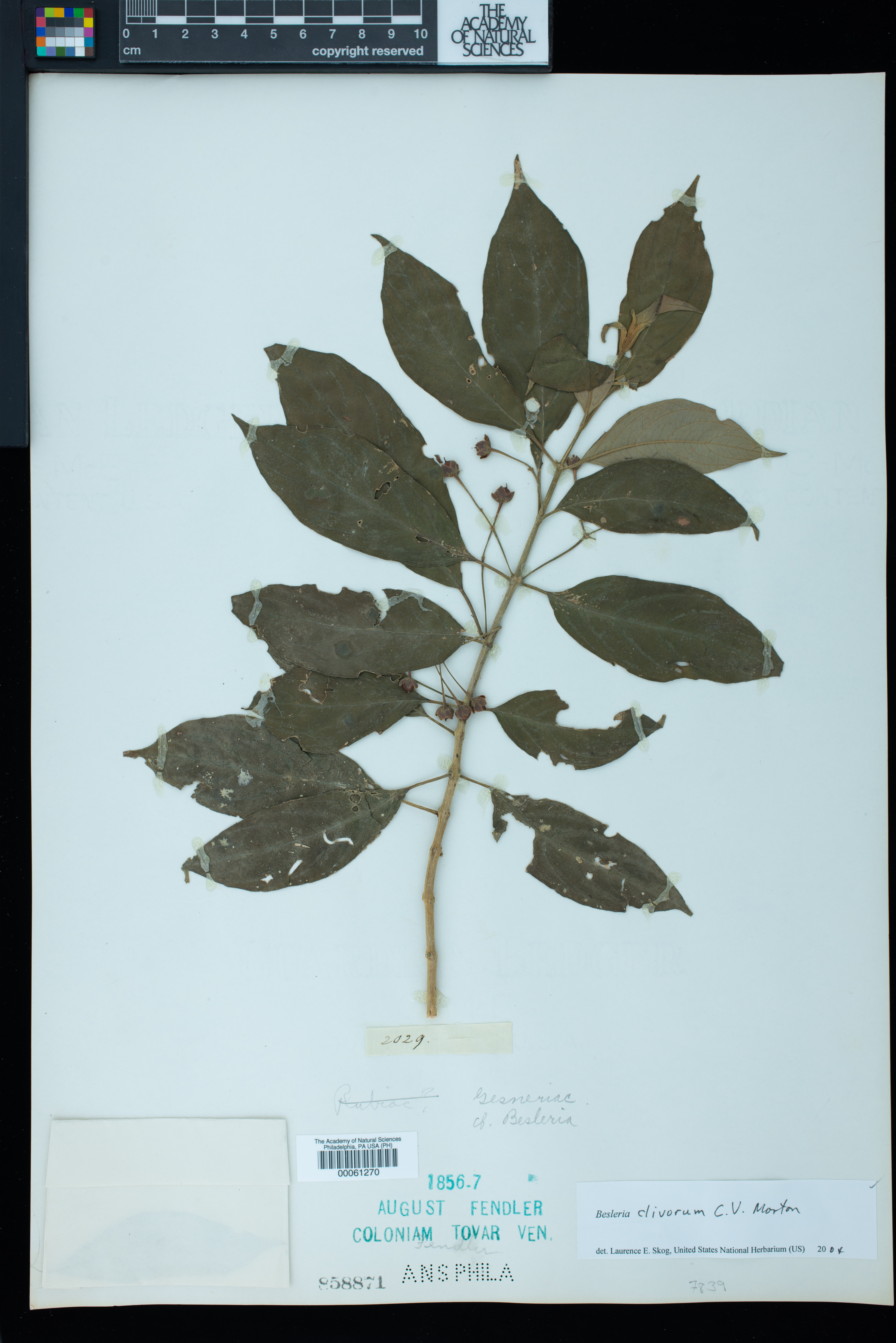 Besleria clivorum image