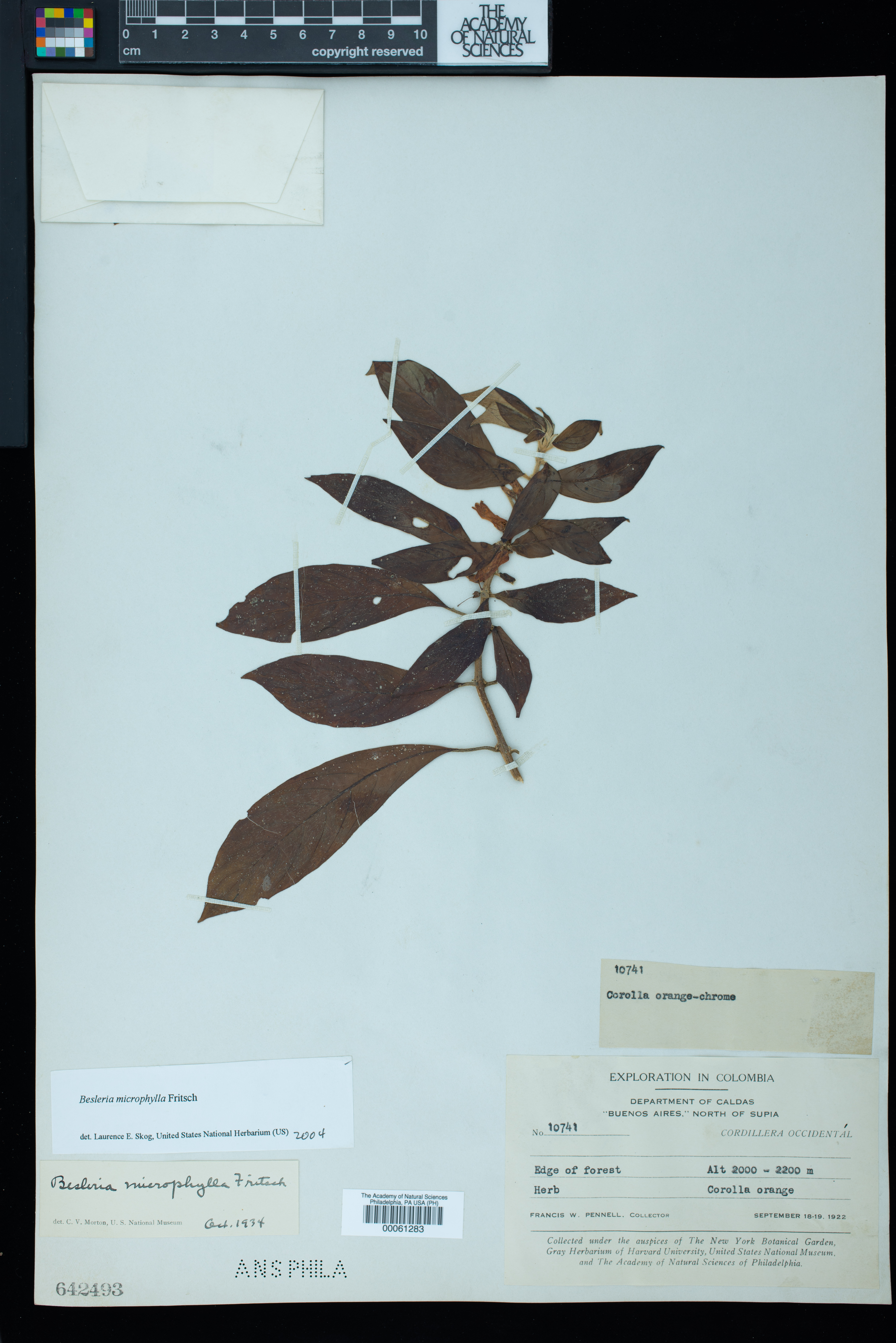 Besleria microphylla image