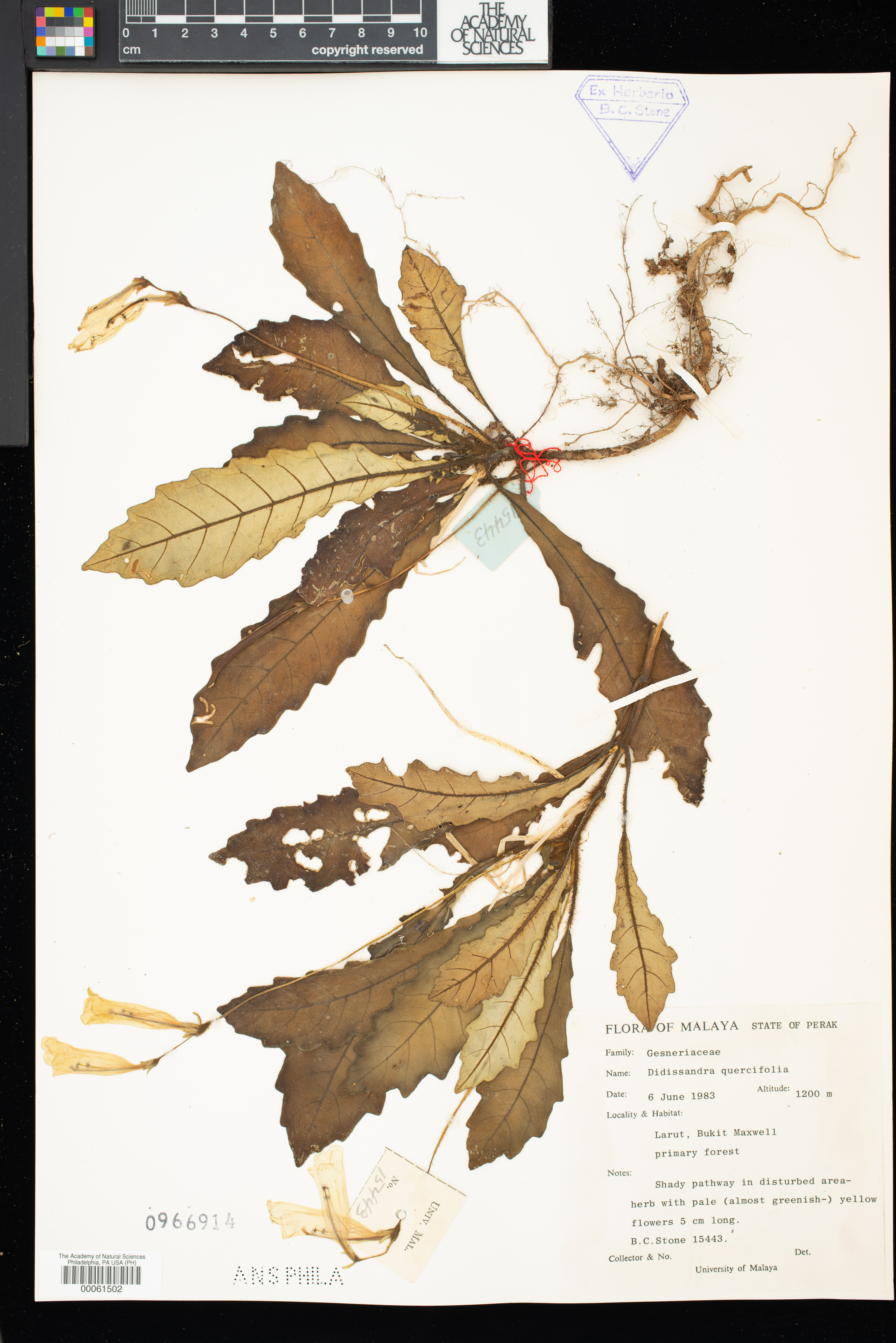 Ridleyandra quercifolia image