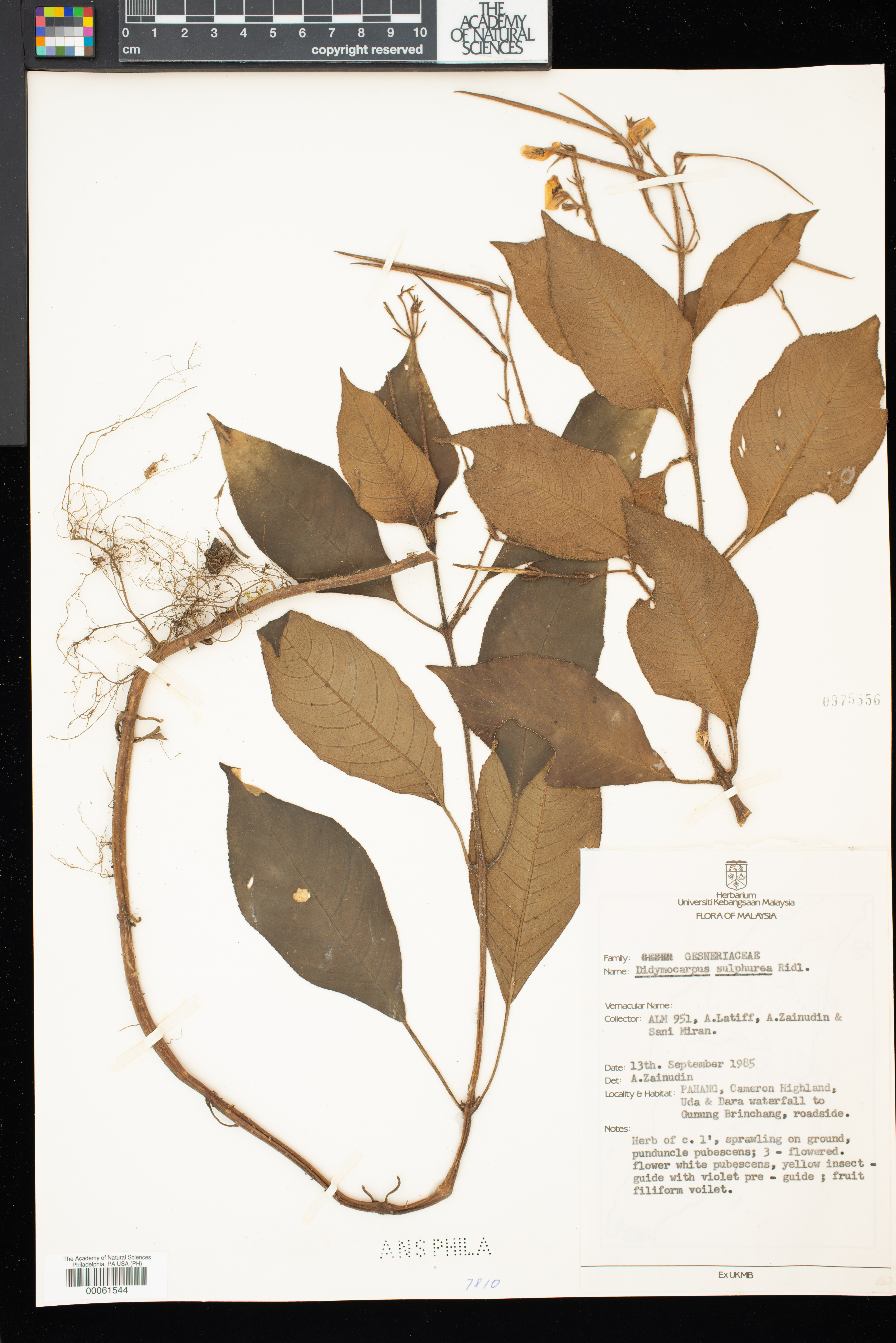 Didymocarpus sulphureus image
