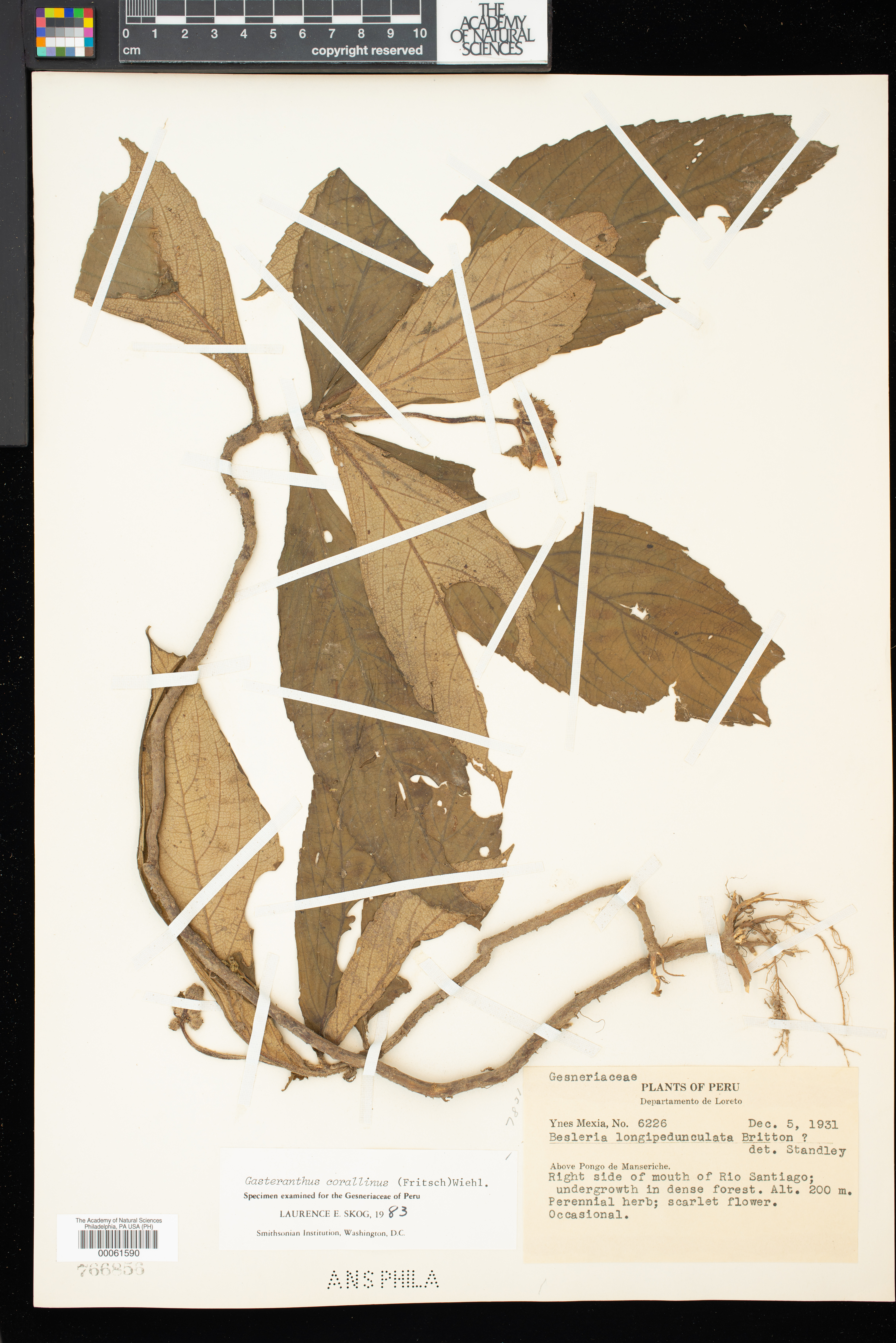 Gasteranthus image