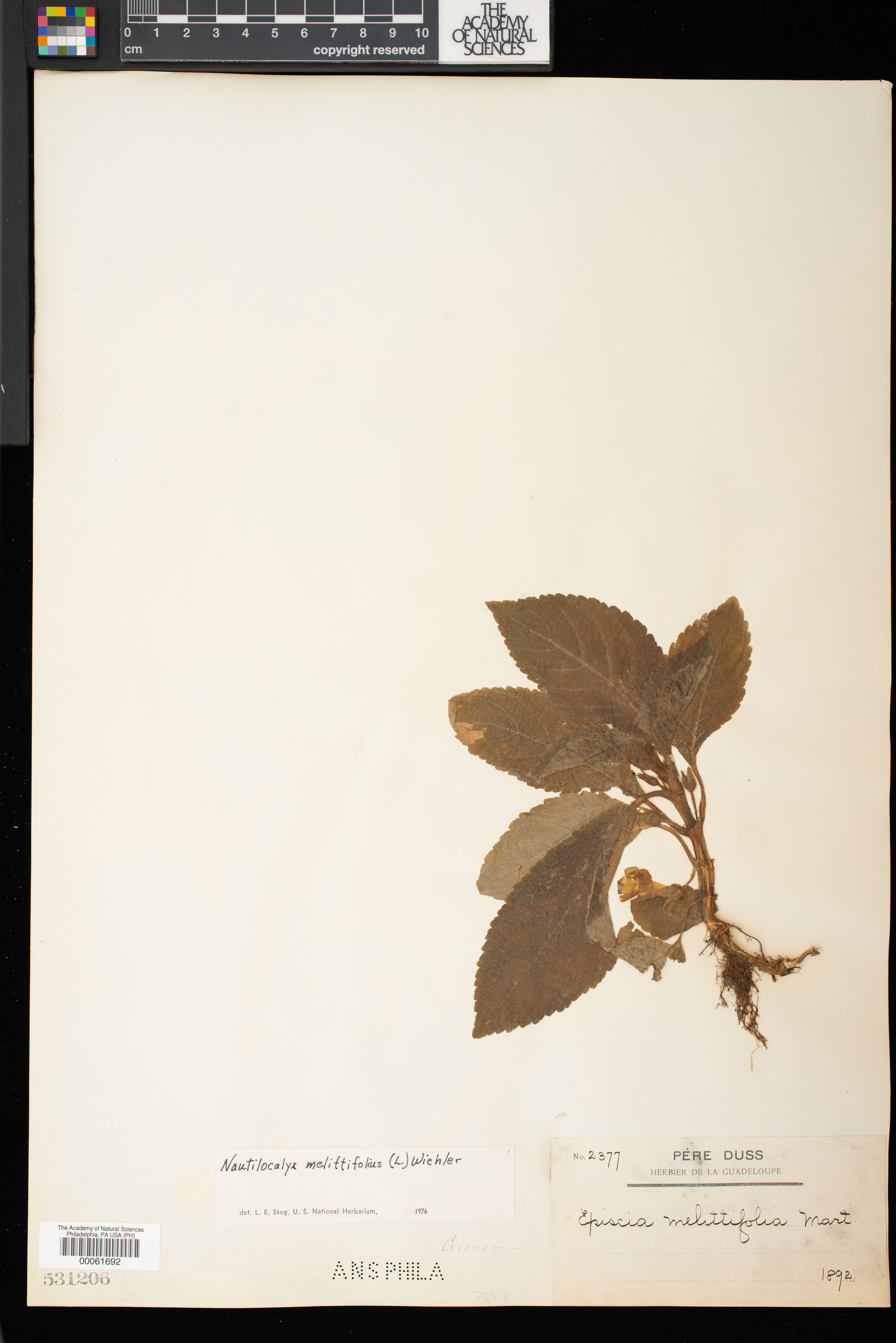 Chrysothemis melittifolia image