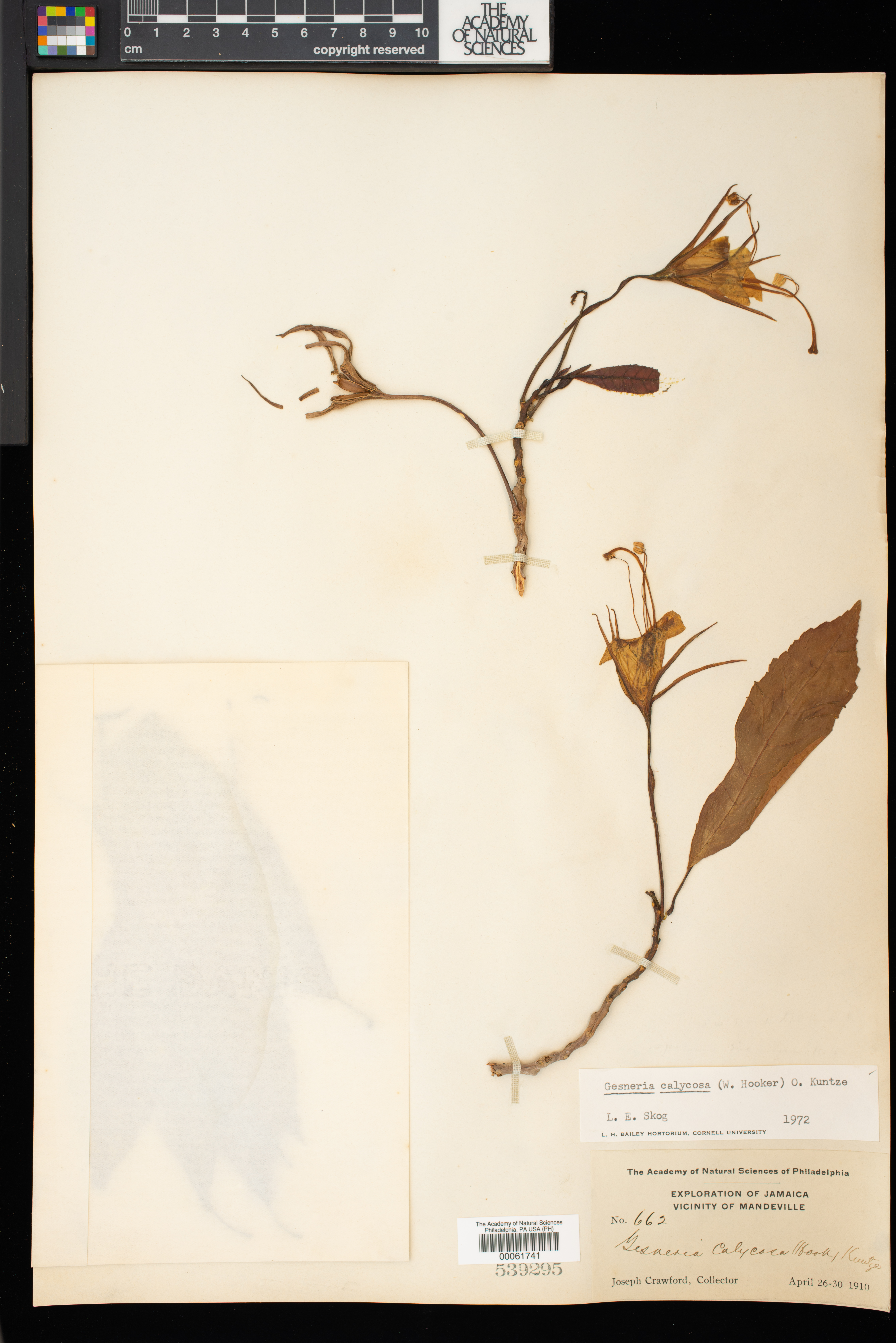 Gesneria calycosa image