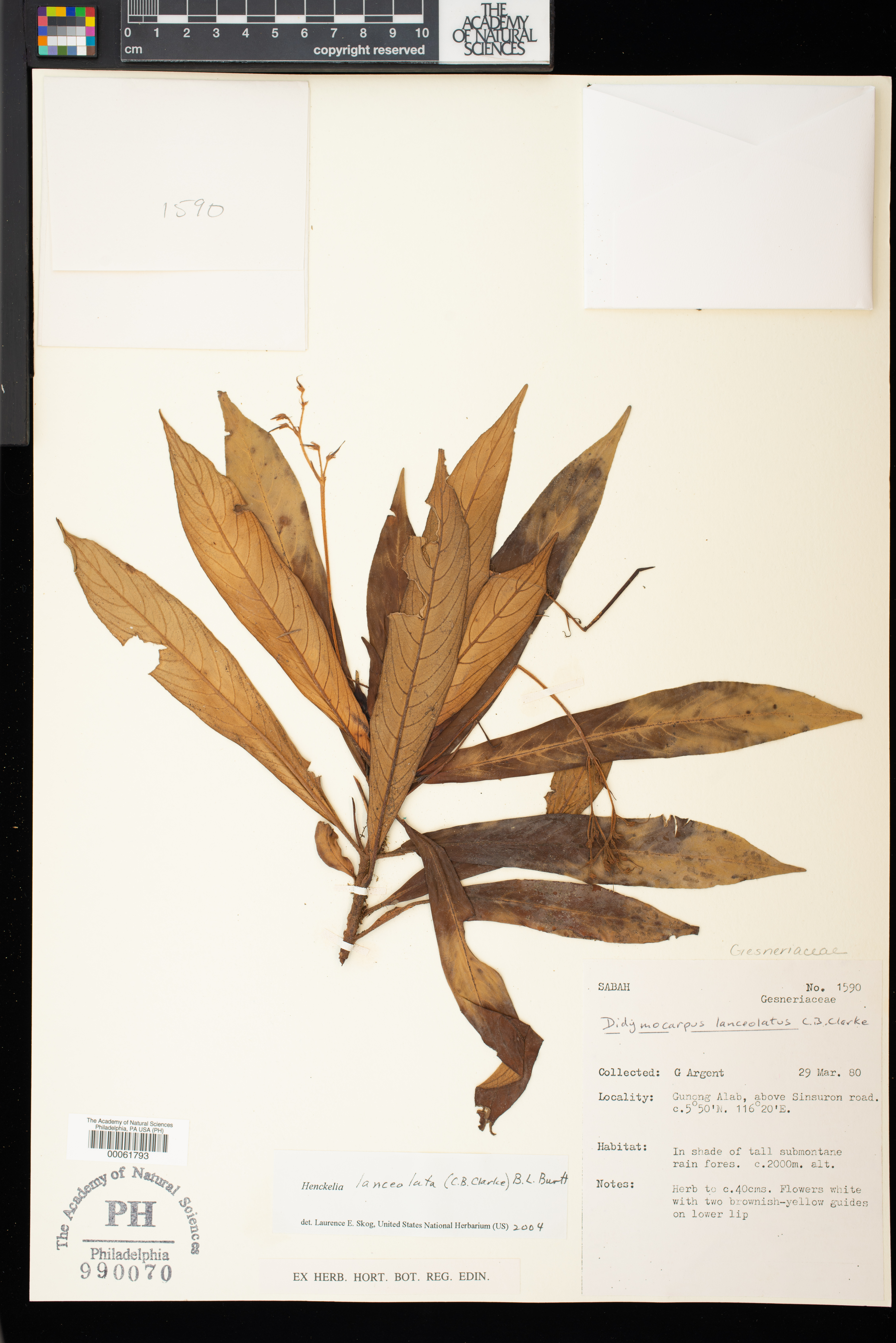 Codonoboea lanceolata image
