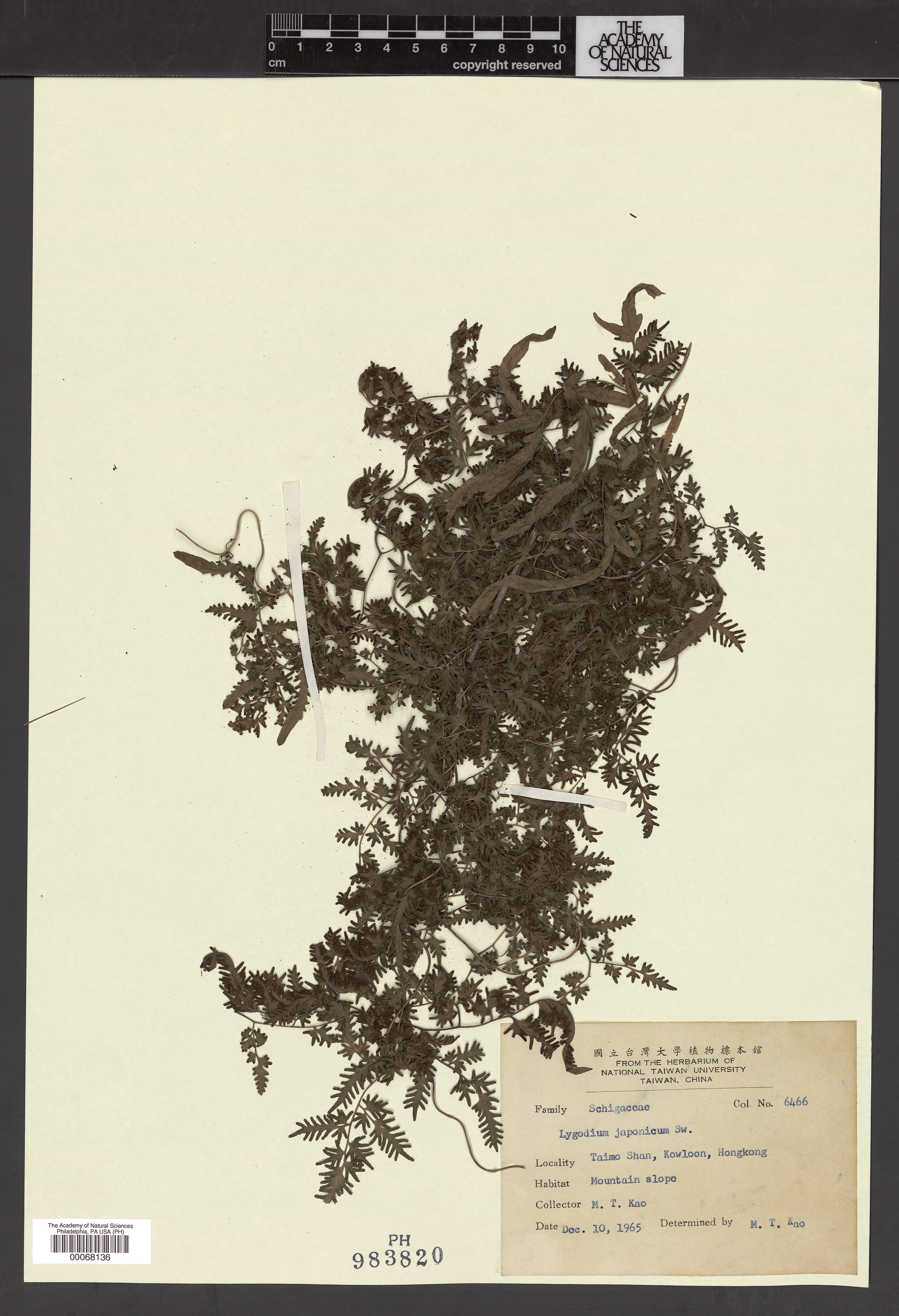 Lygodiaceae image