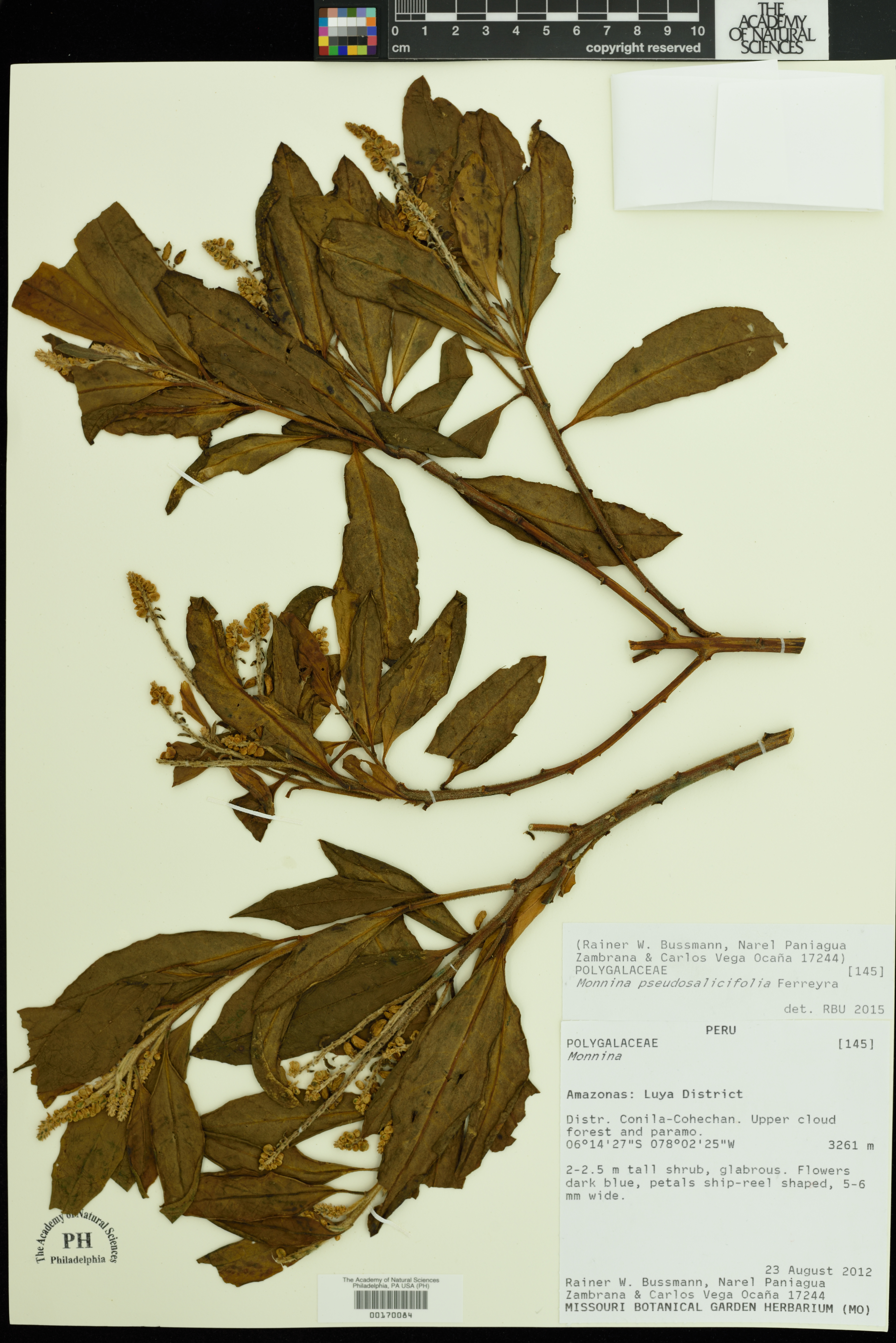 Monnina pseudosalicifolia image