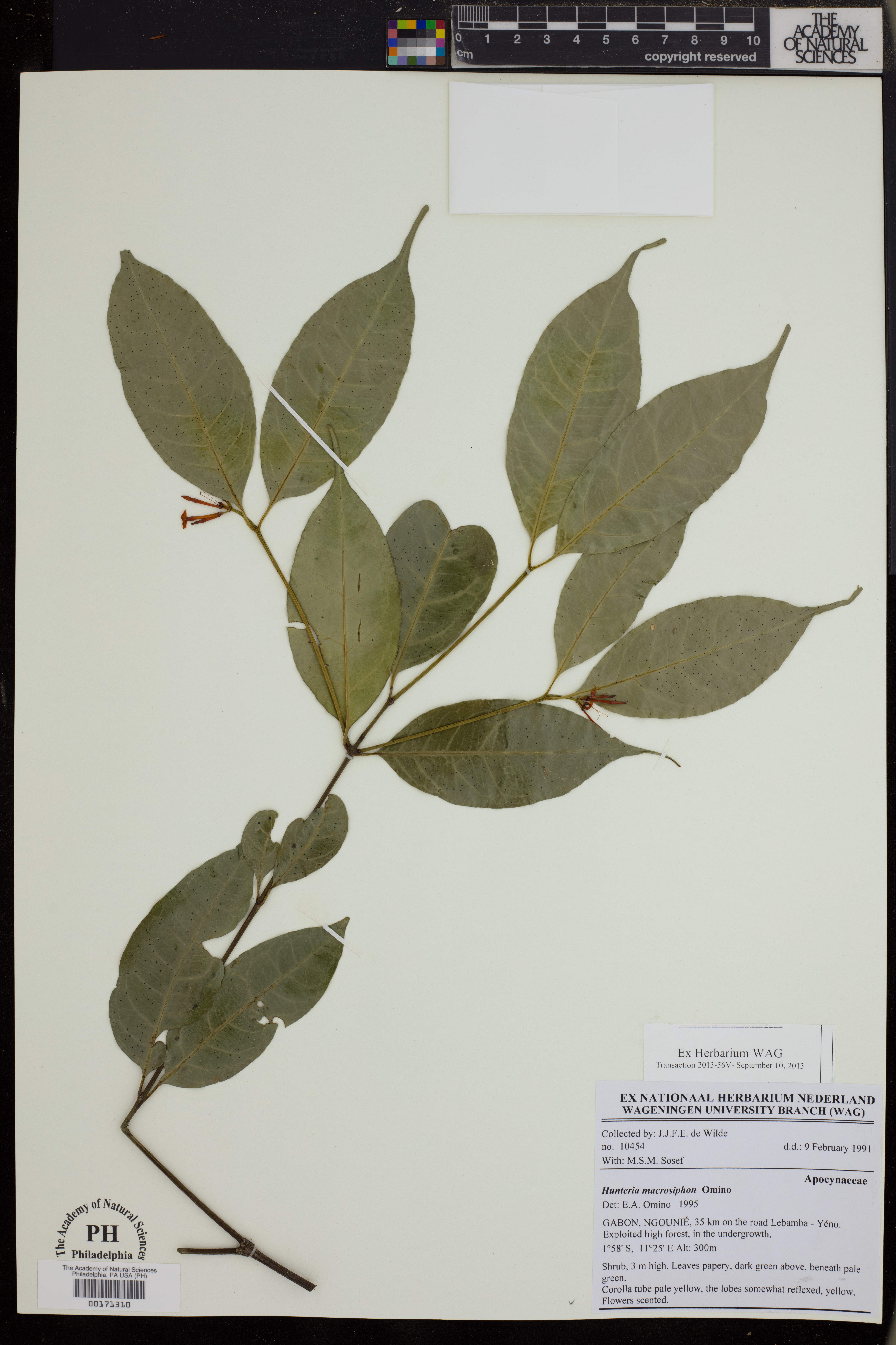 Hunteria macrosiphon image