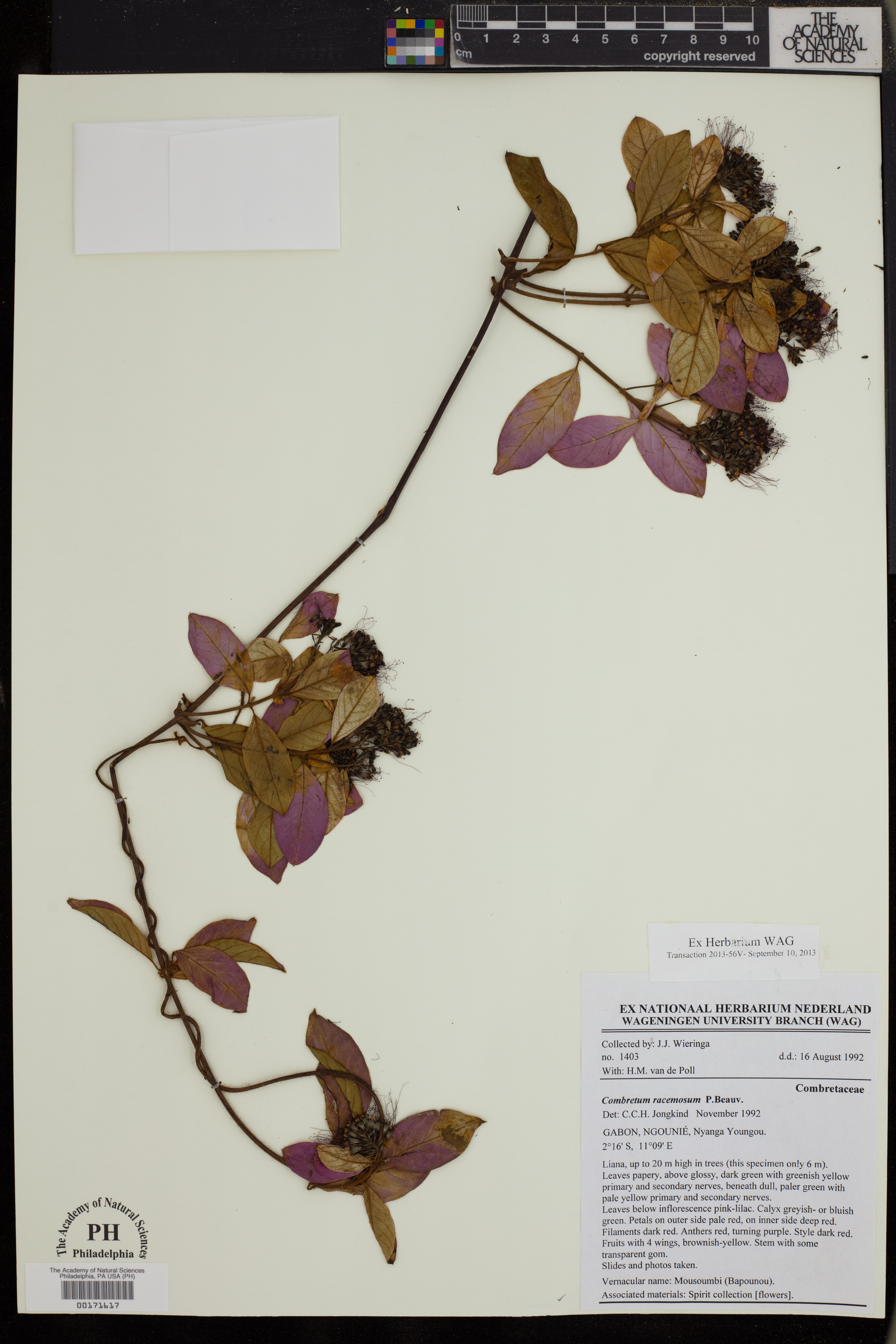 Combretum racemosum image