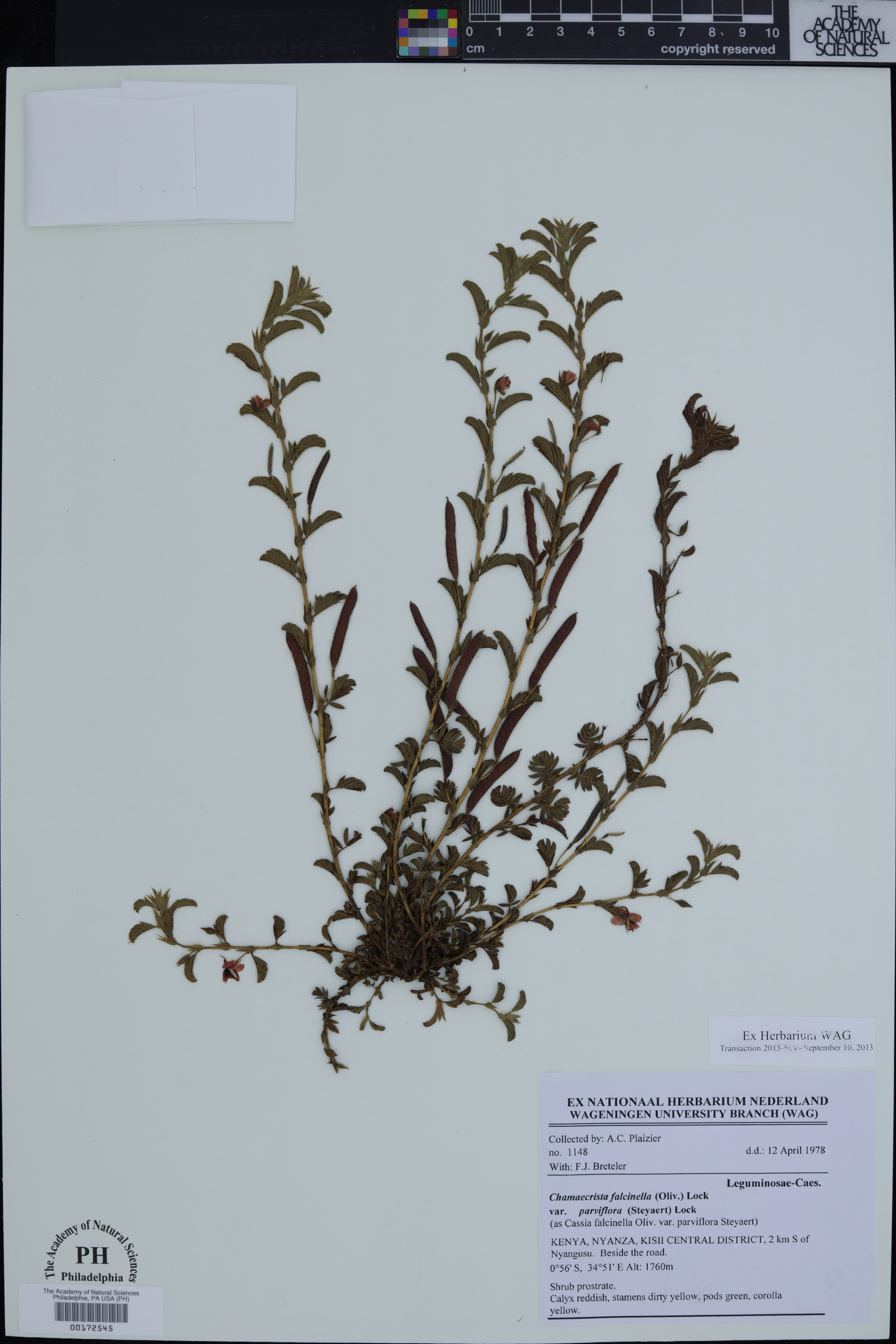 Chamaecrista falcinella image