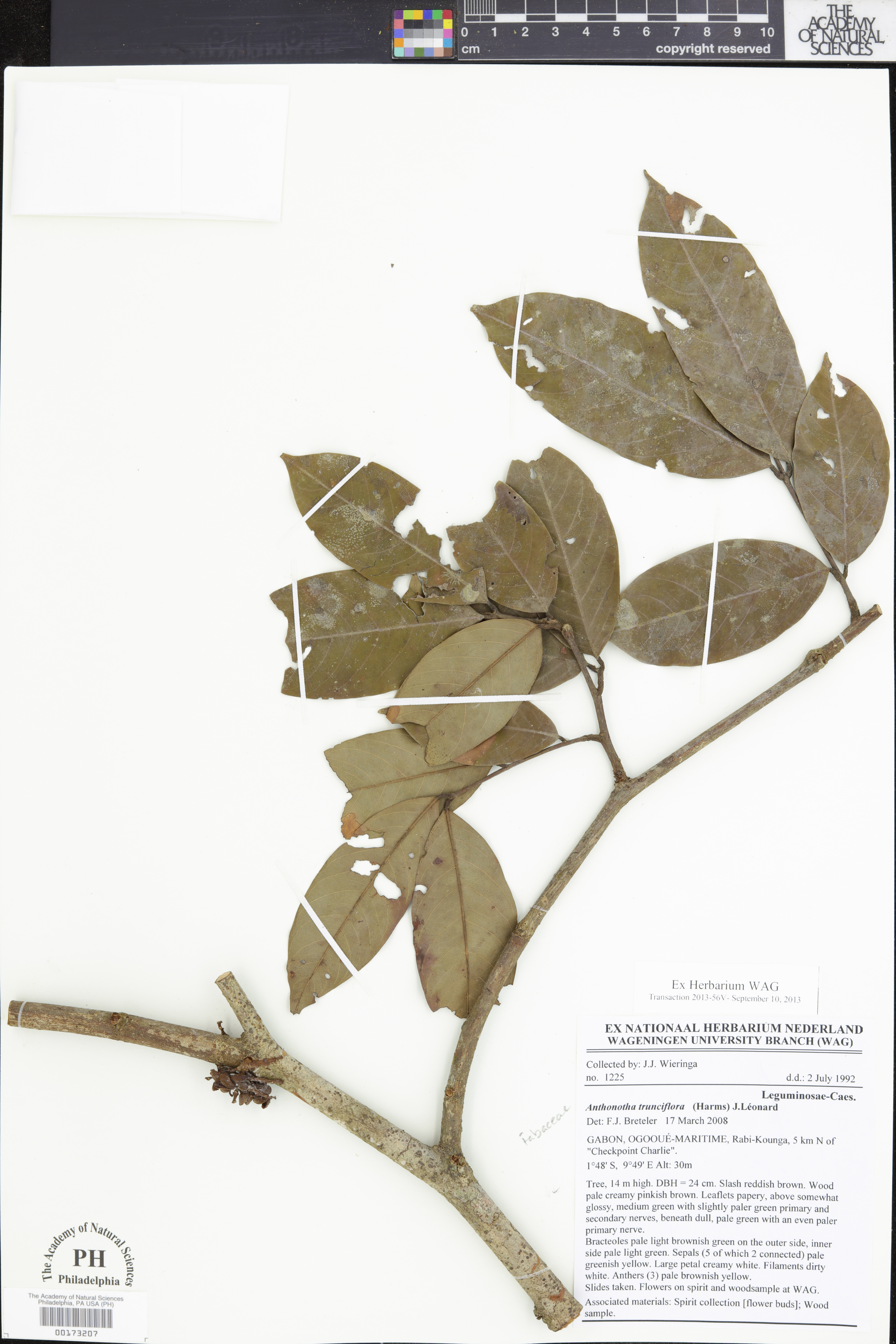 Anthonotha trunciflora image