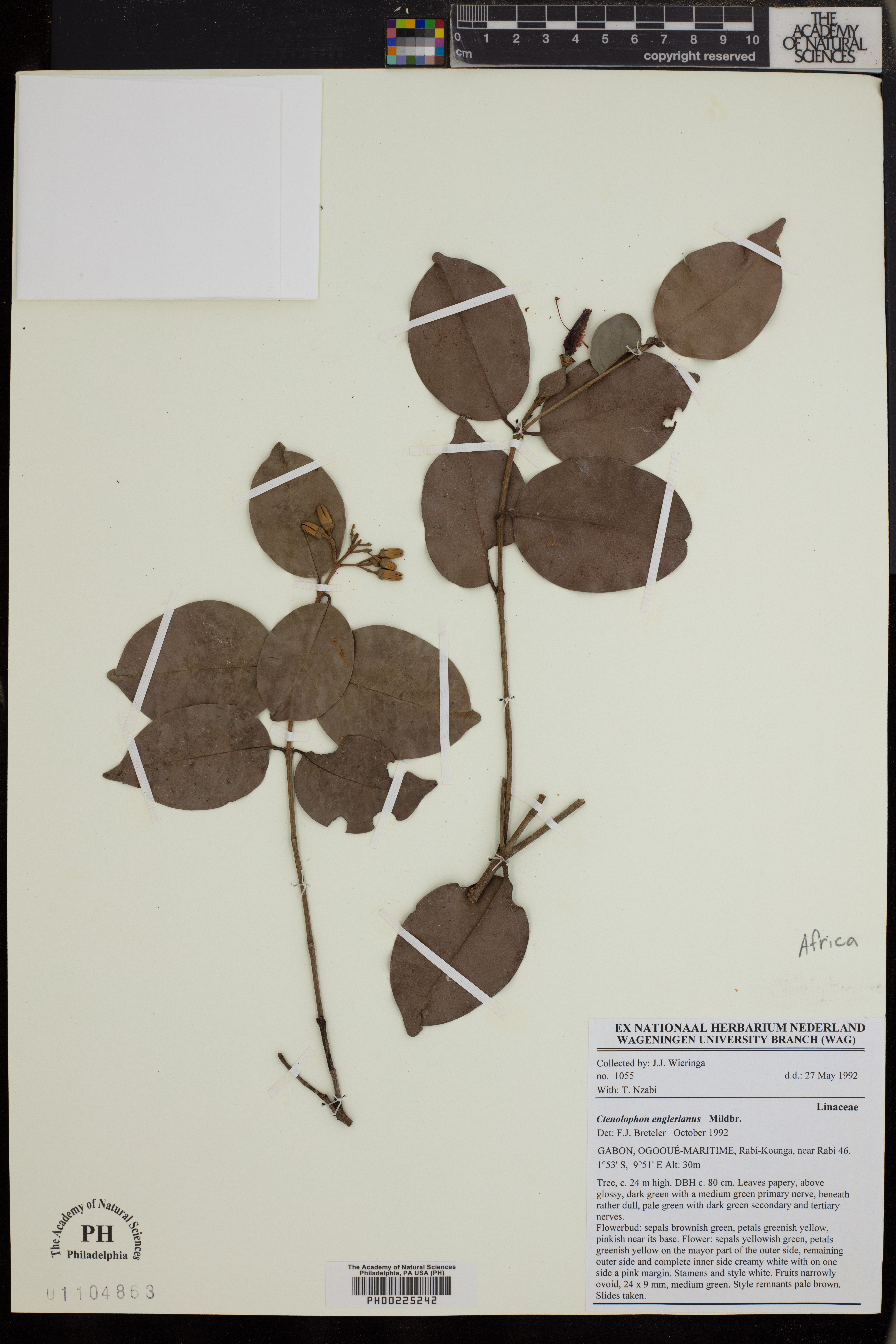 Ctenolophonaceae image