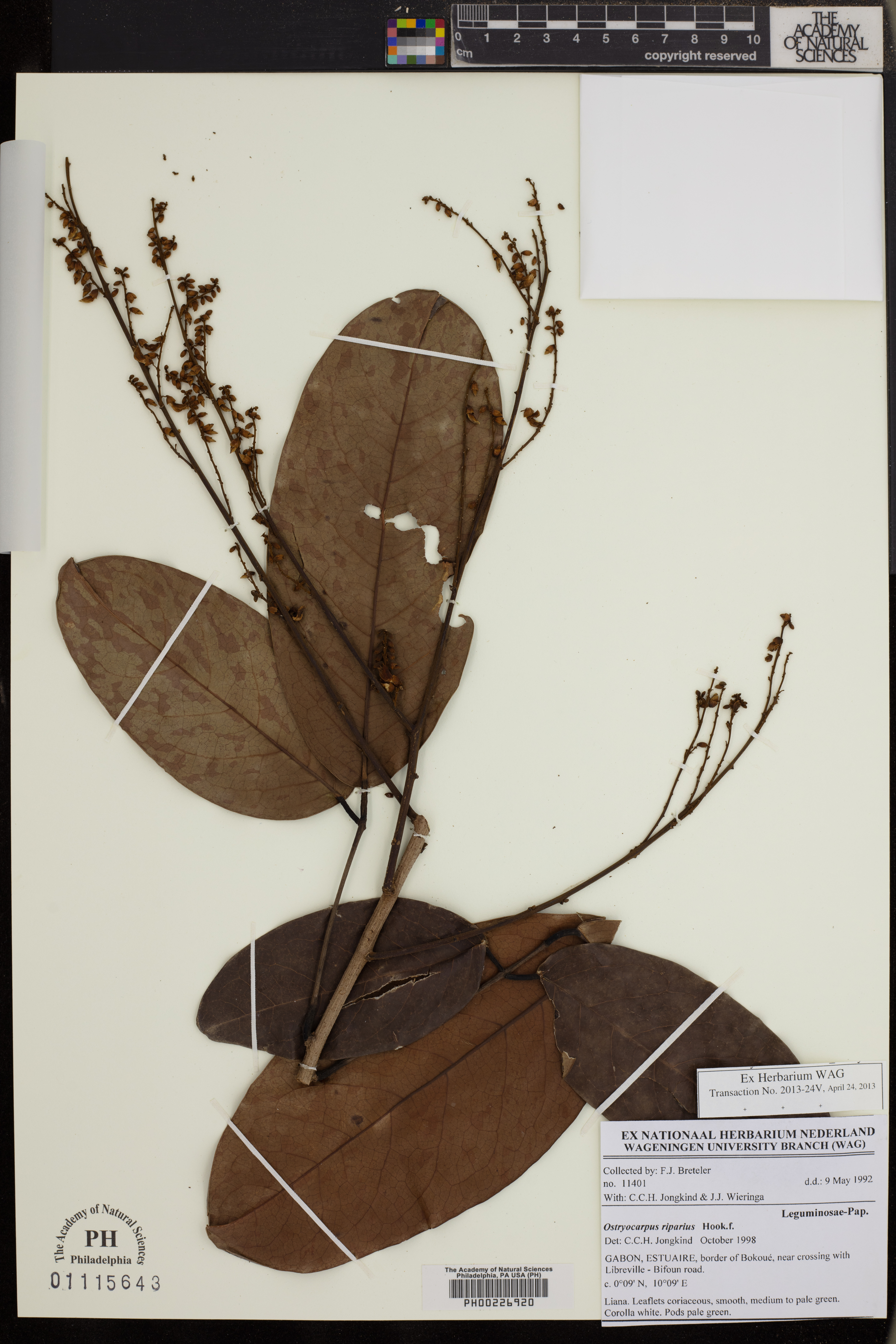 Ostryocarpus riparius image