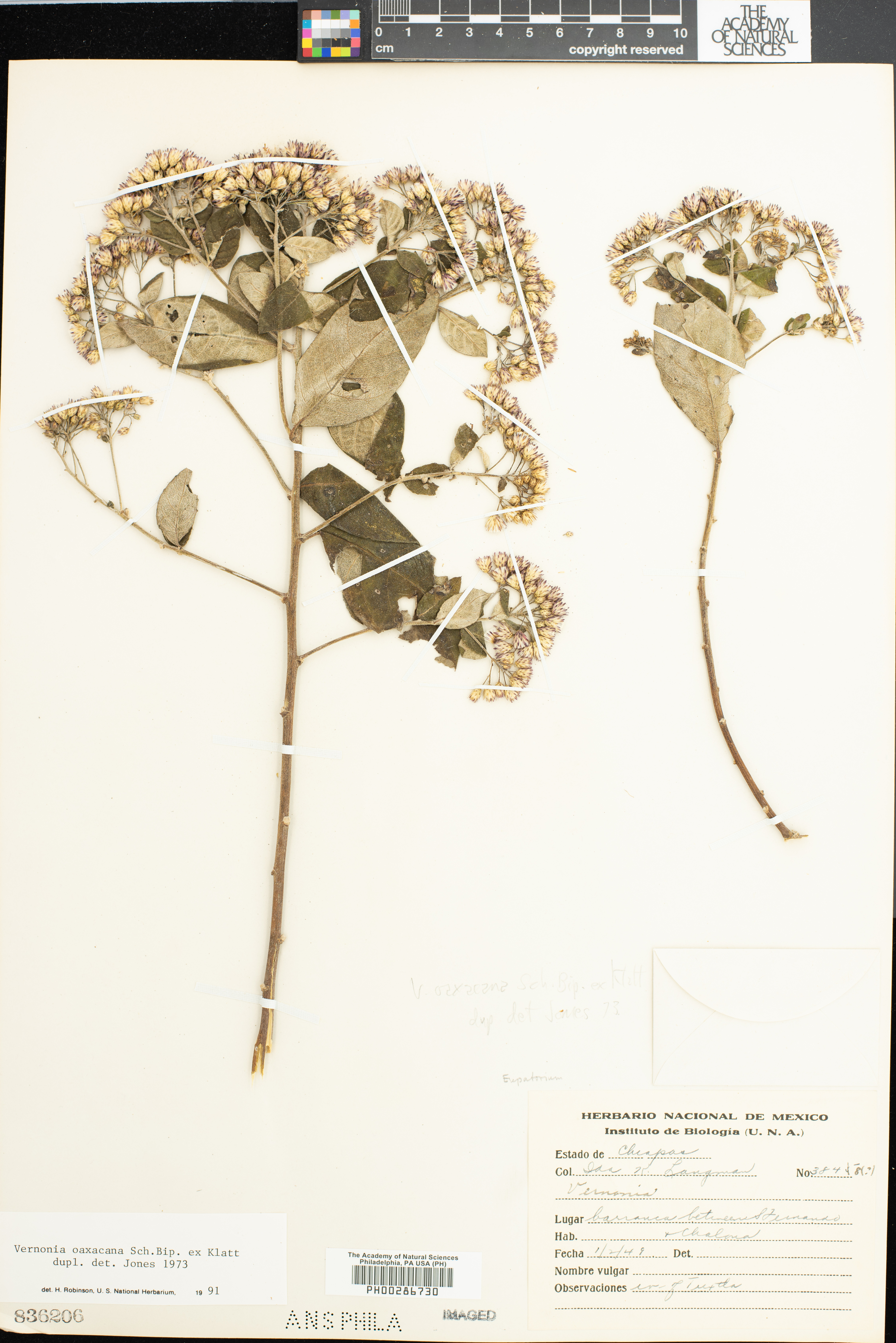 Vernonia oaxacana image