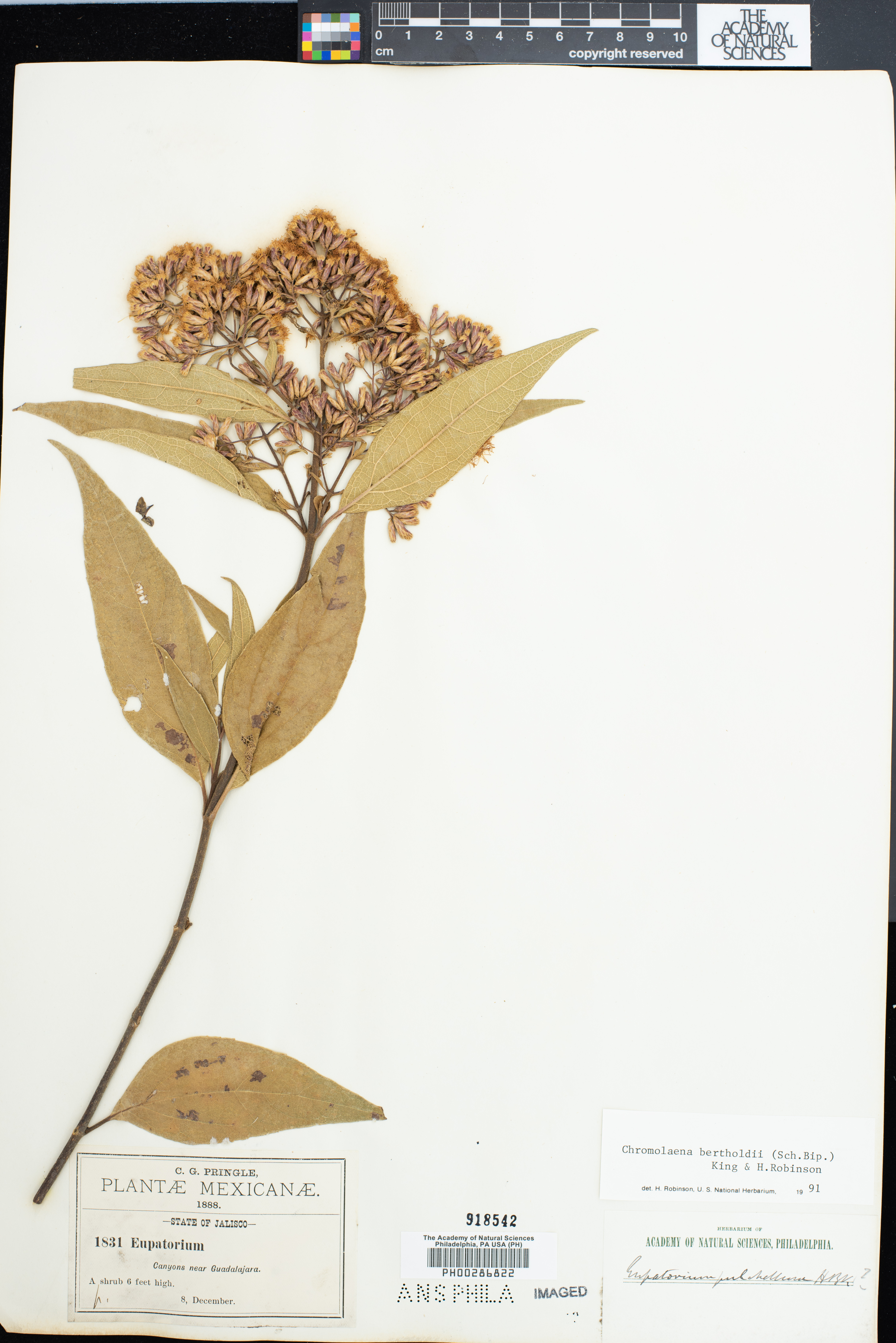Chromolaena ovaliflora image