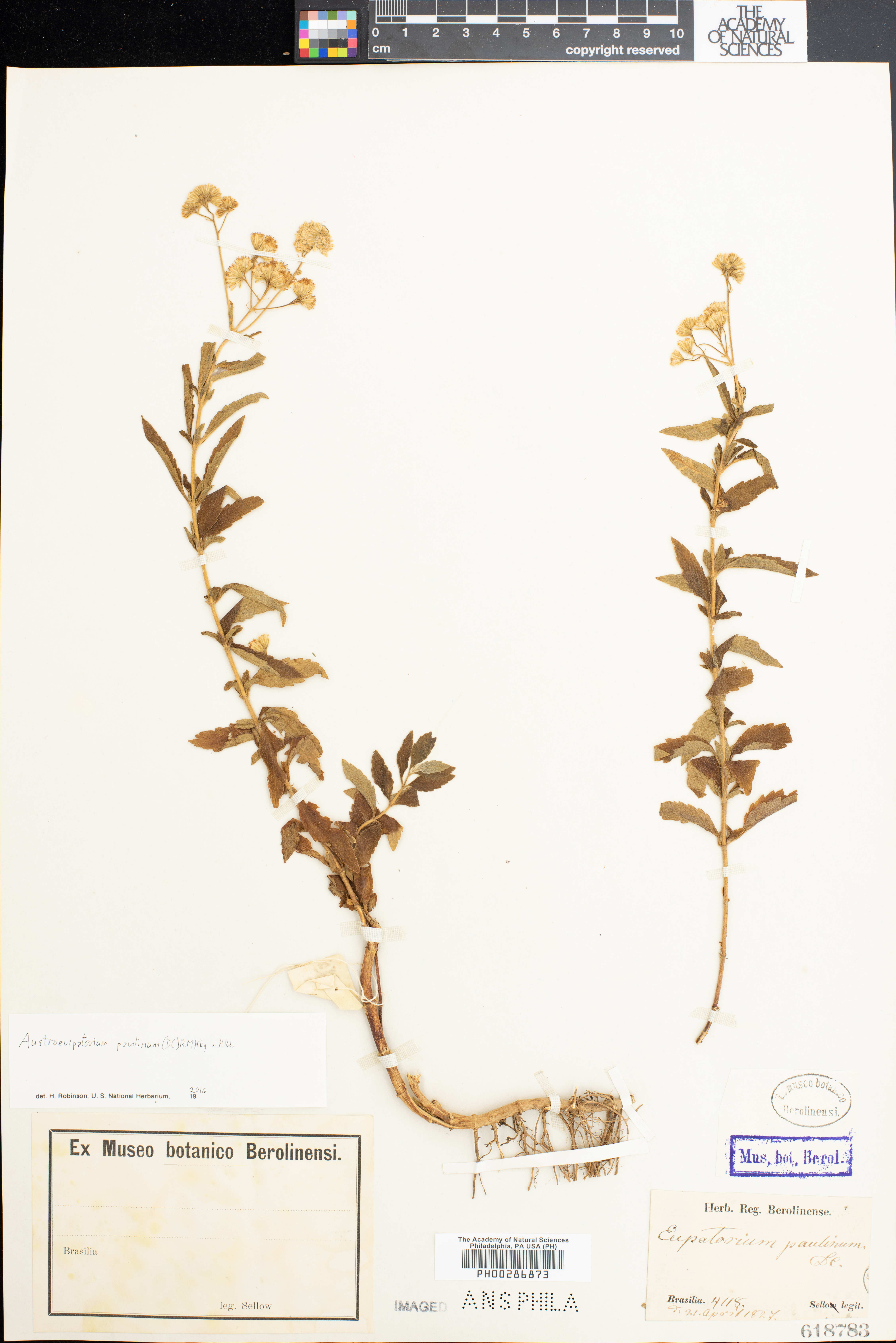 Austroeupatorium paulinum image