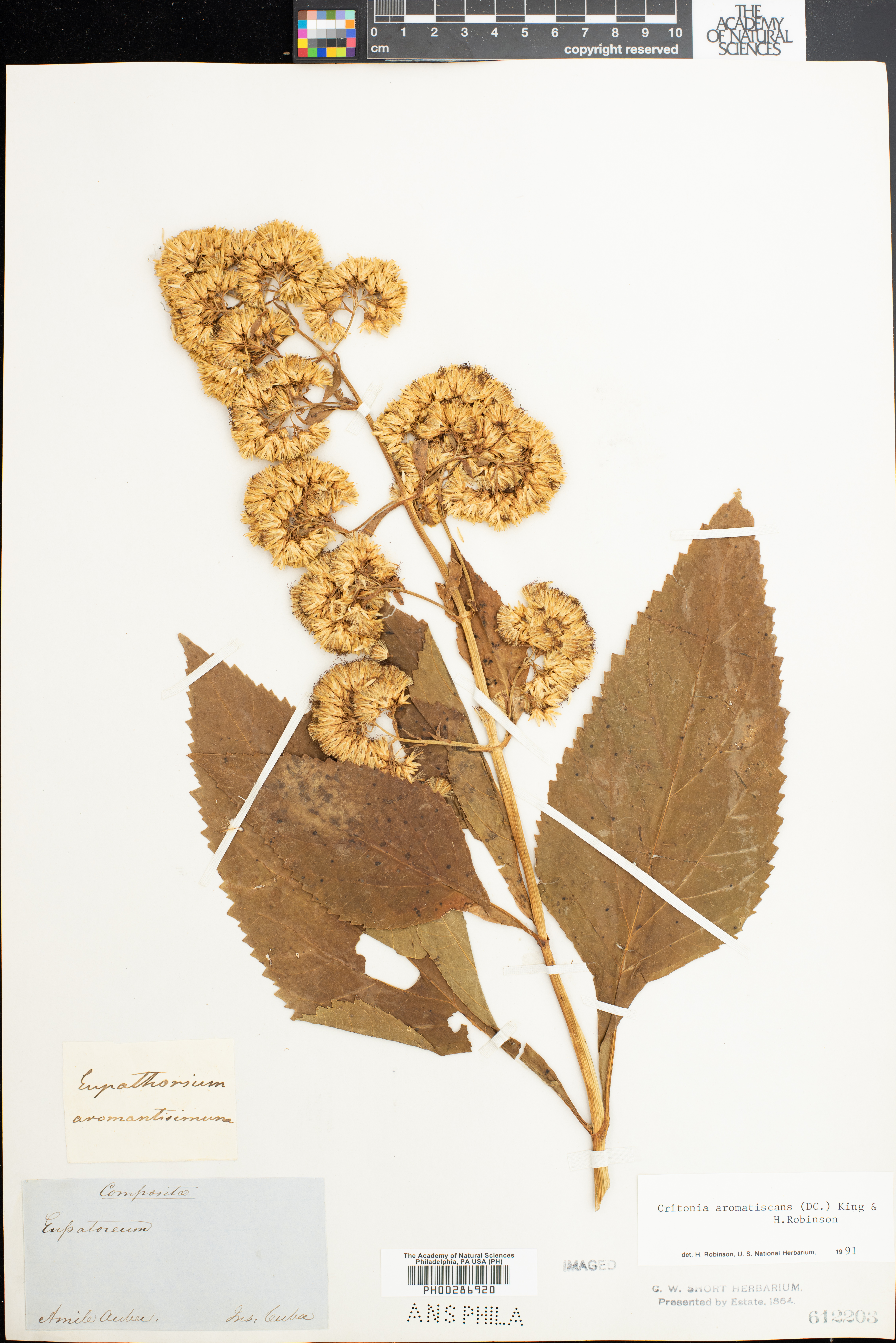 Critonia aromatisans image