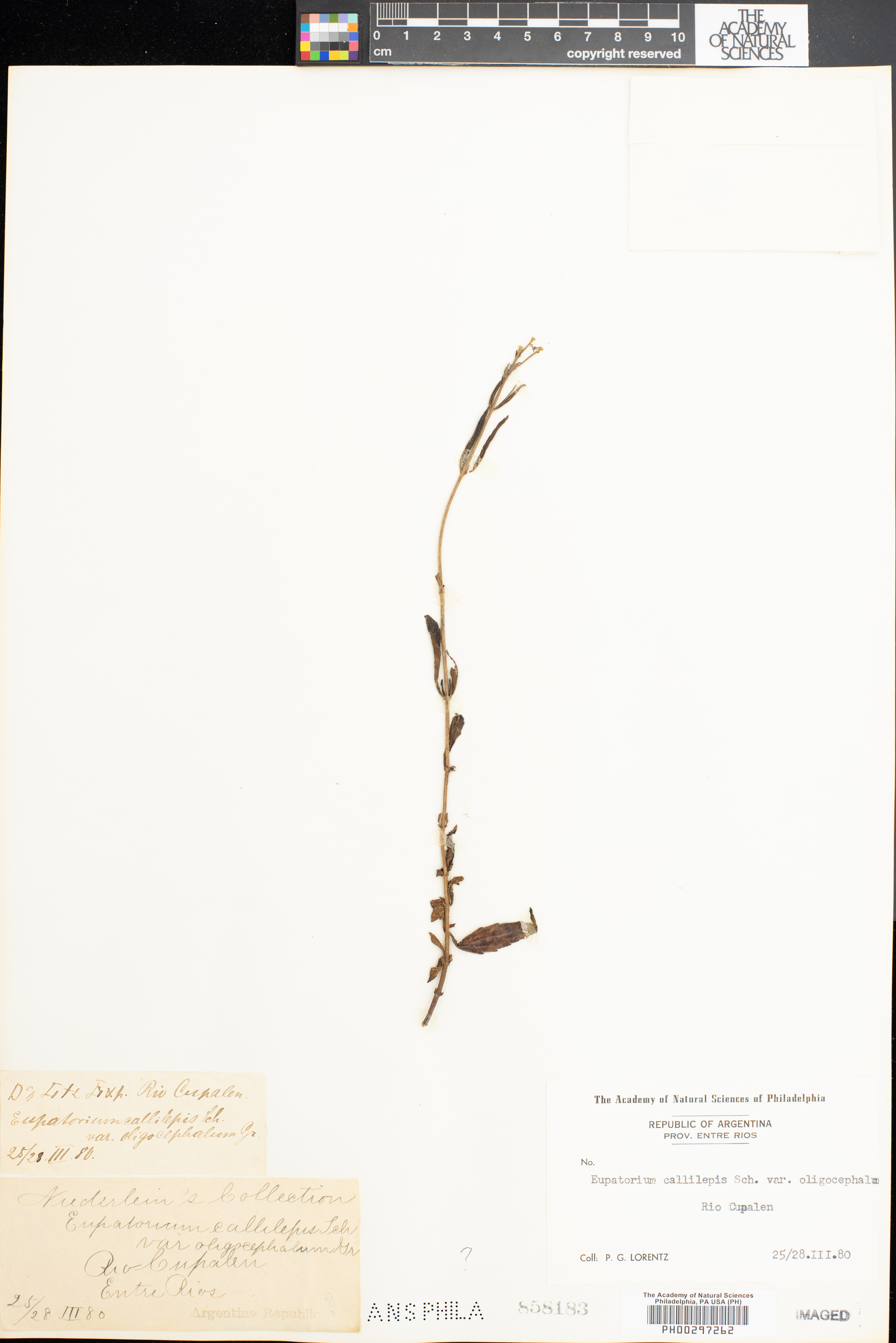 Chromolaena callilepis image