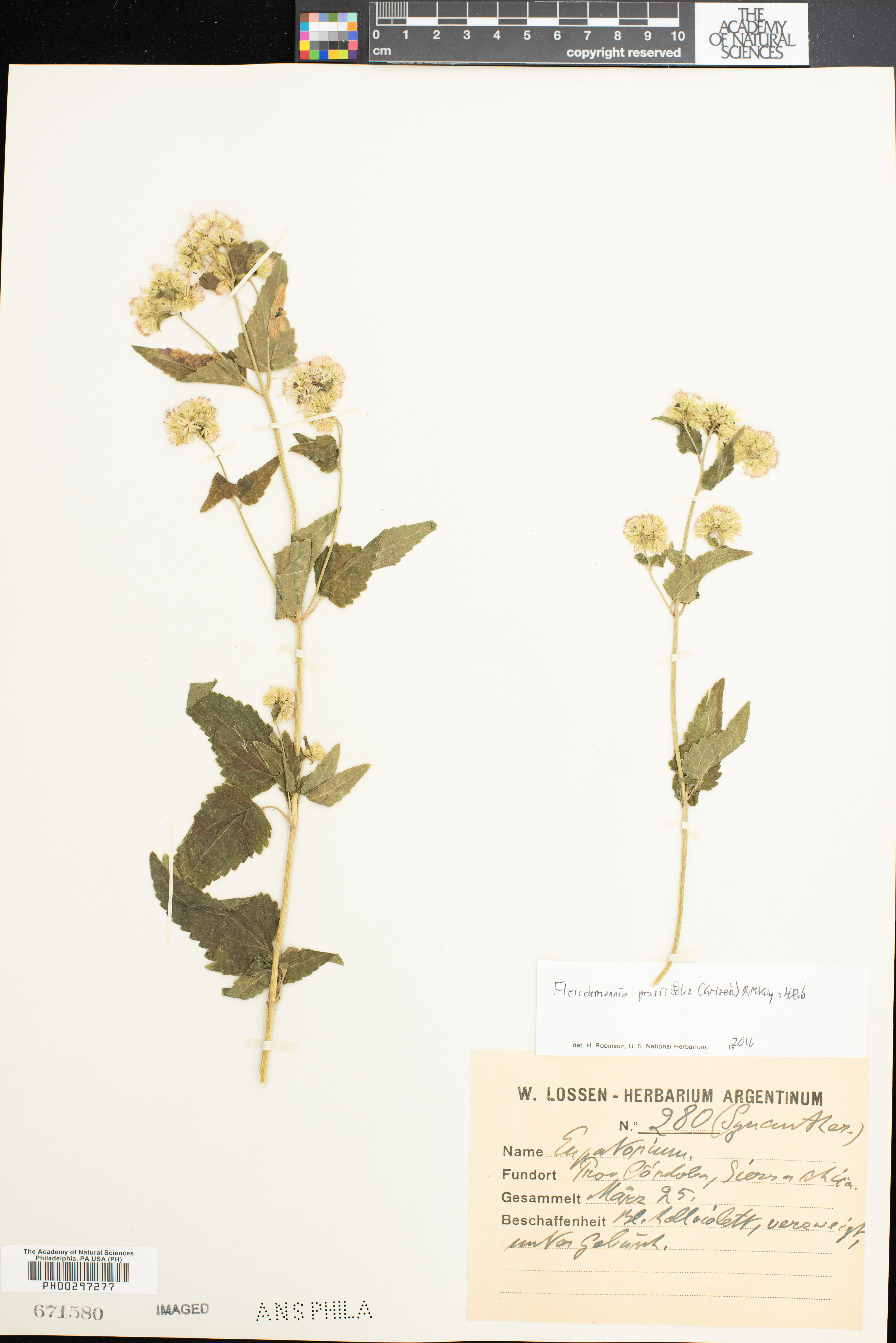Fleischmannia prasiifolia image