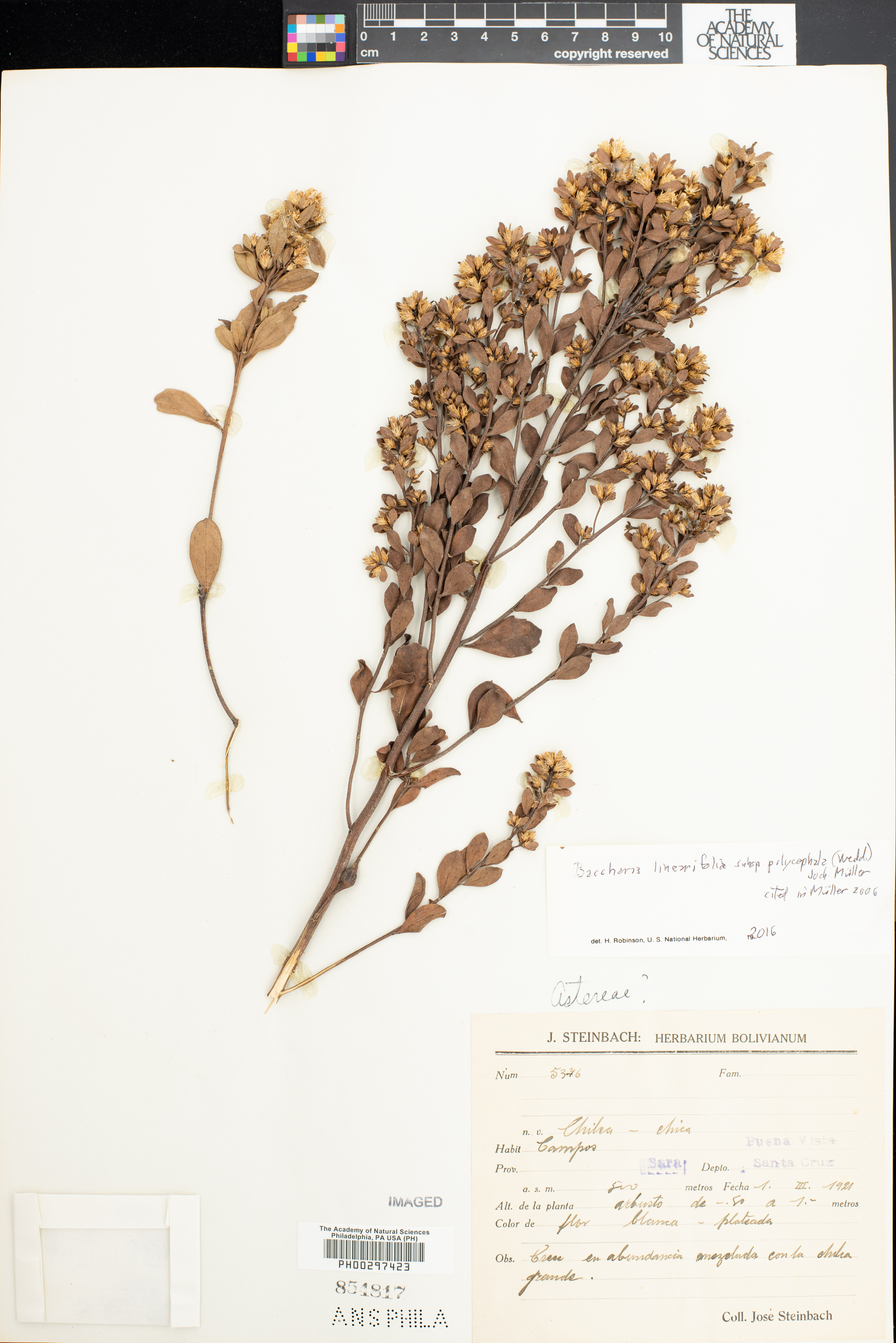 Baccharis linearifolia image