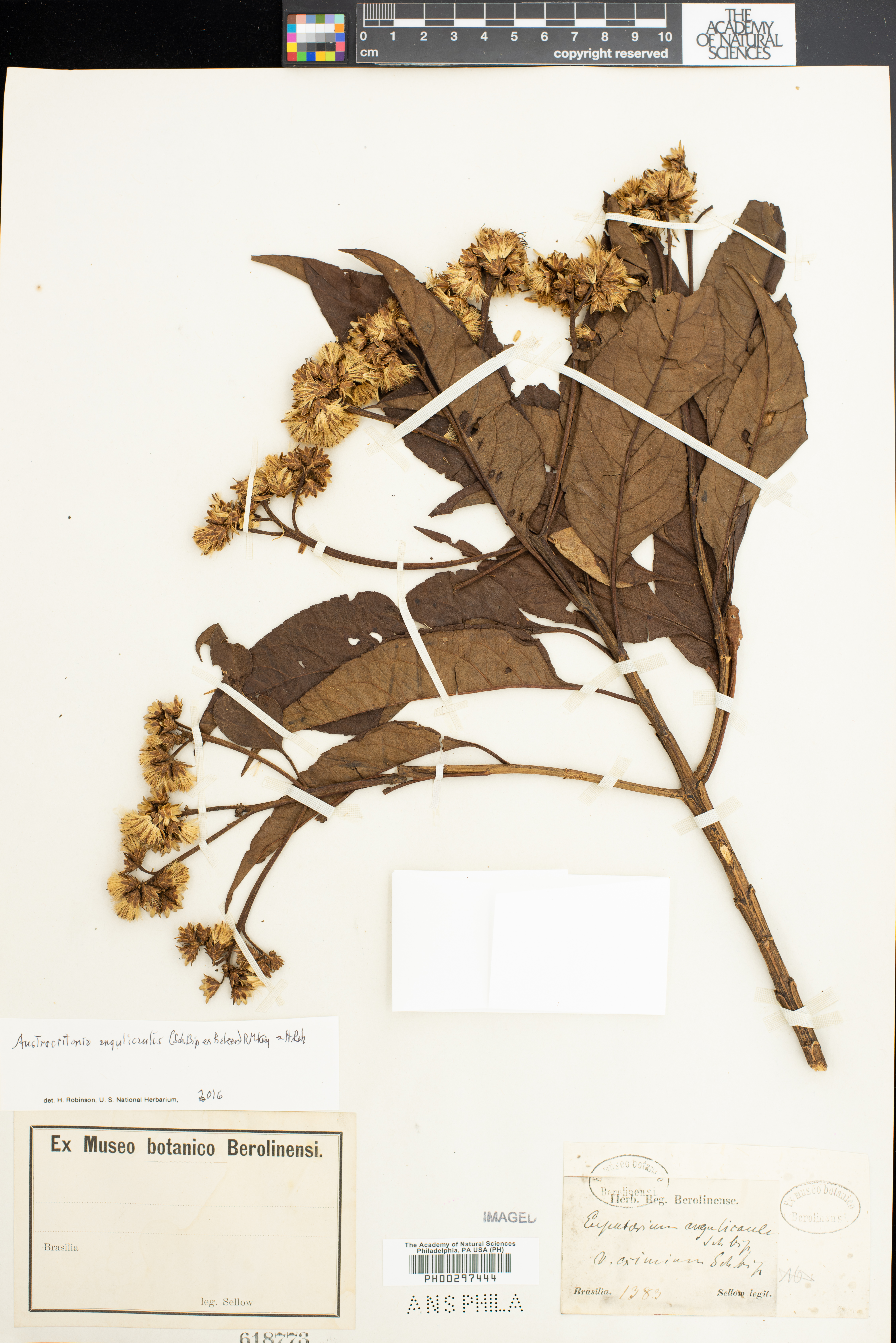 Austrocritonia angulicaulis image
