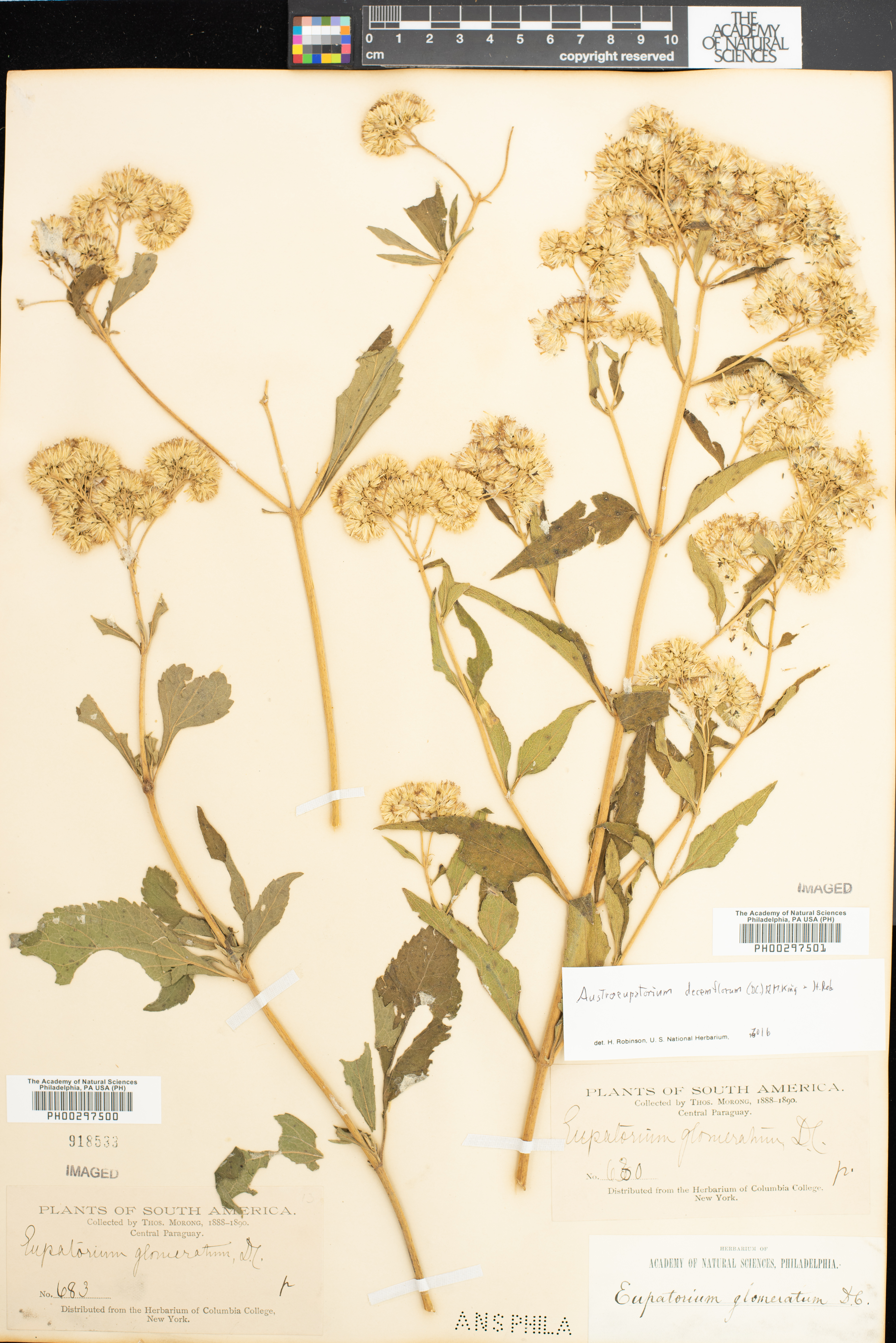 Cronquistianthus glomeratus image