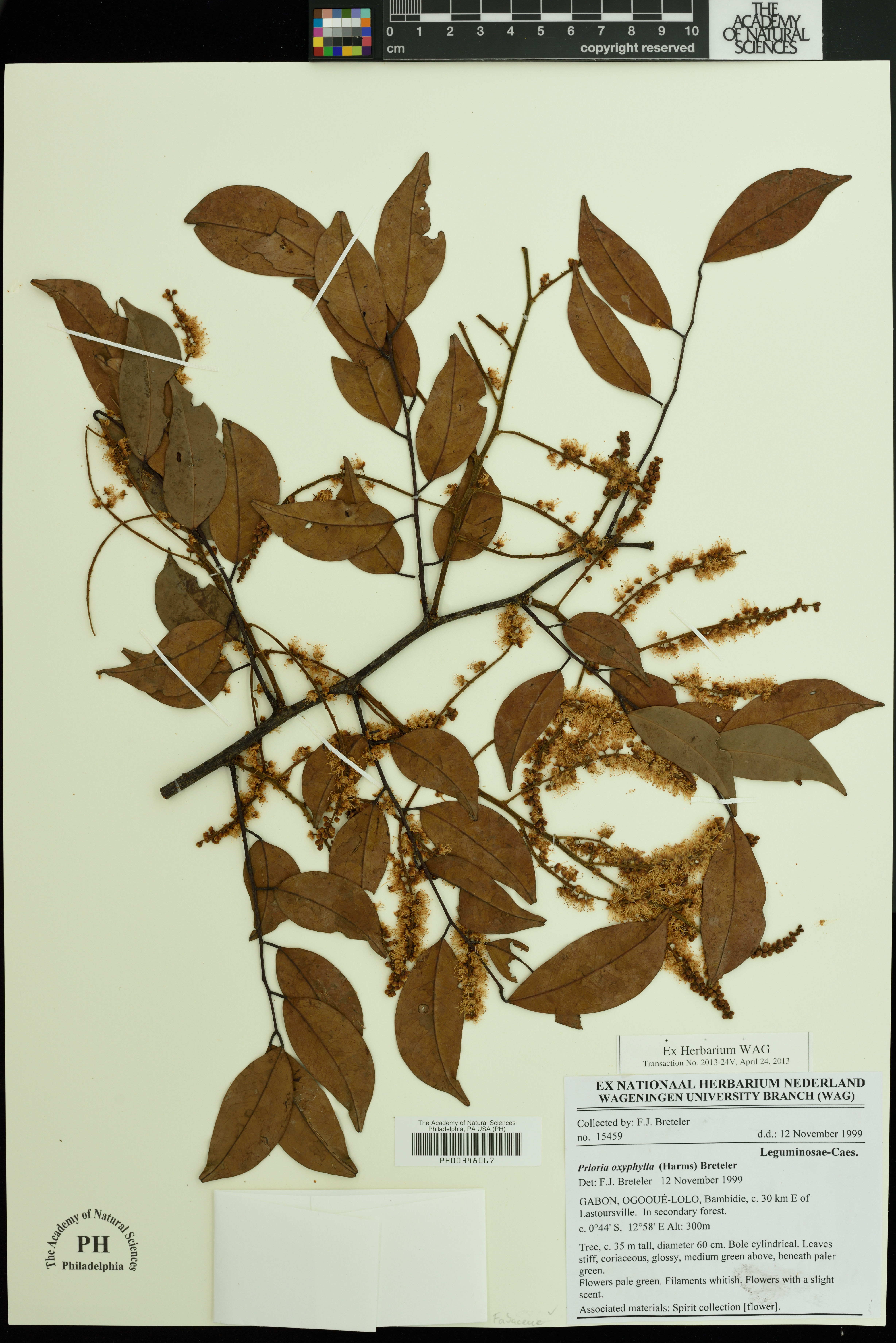 Prioria oxyphylla image