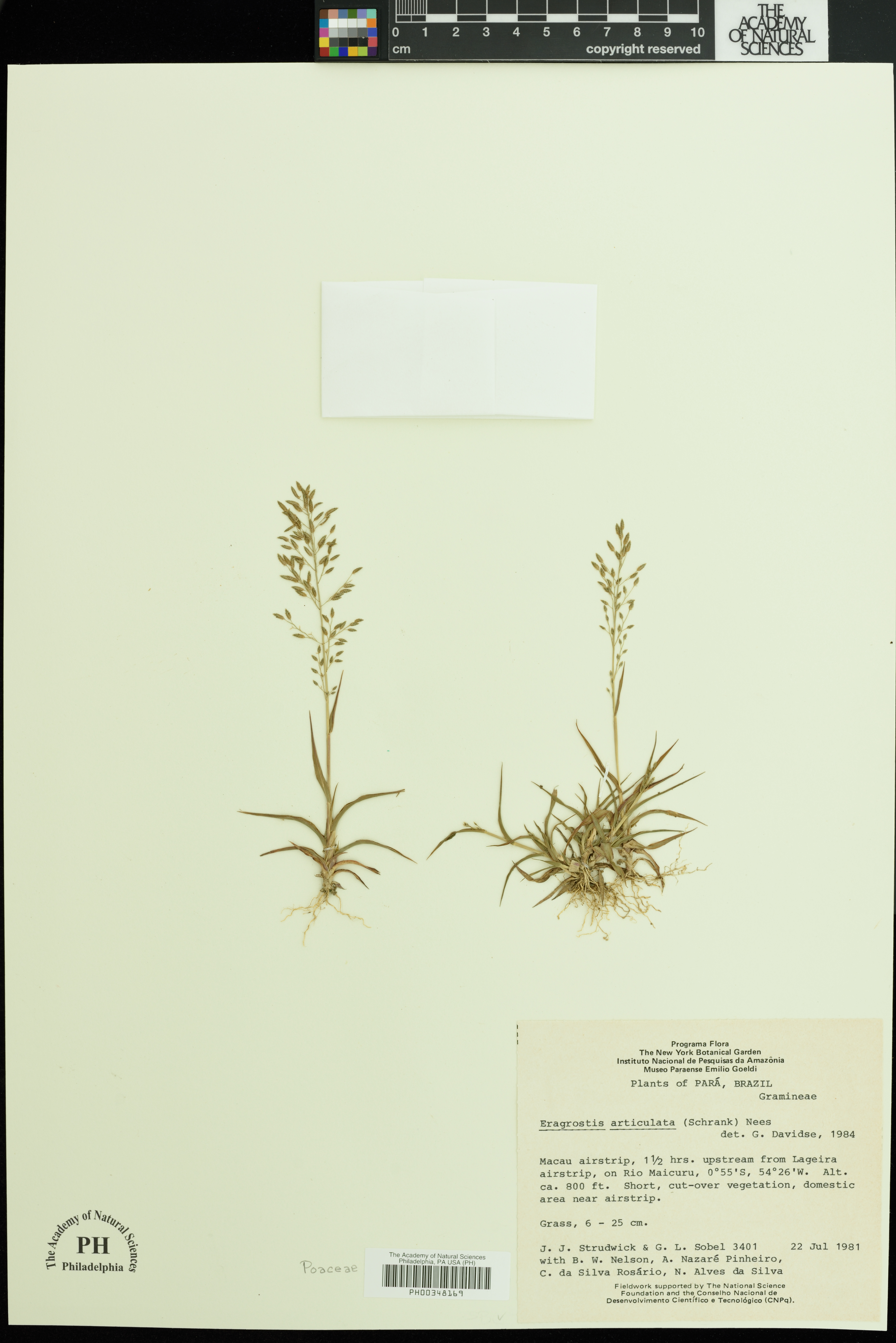 Eragrostis articulata image