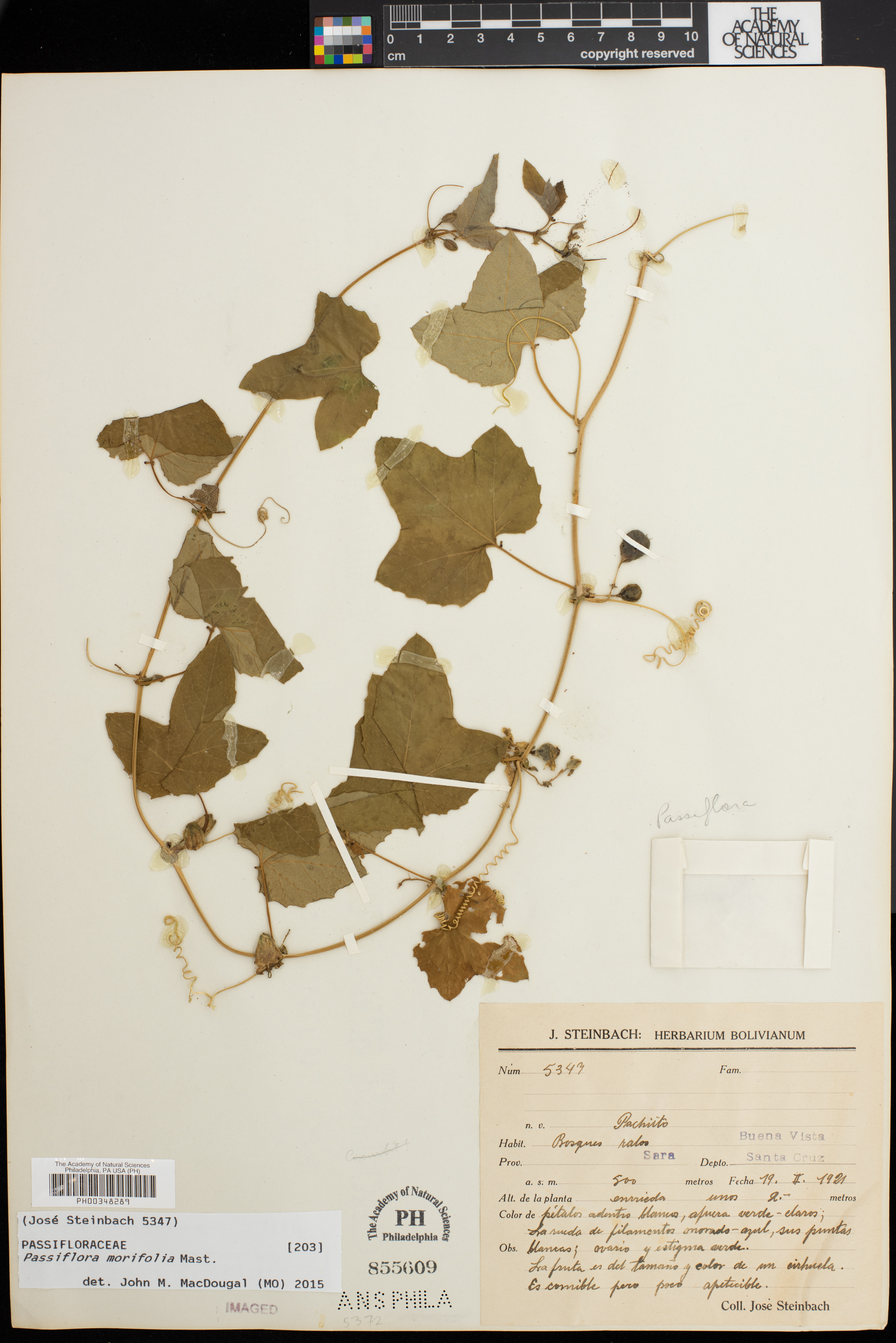 Passiflora morifolia image