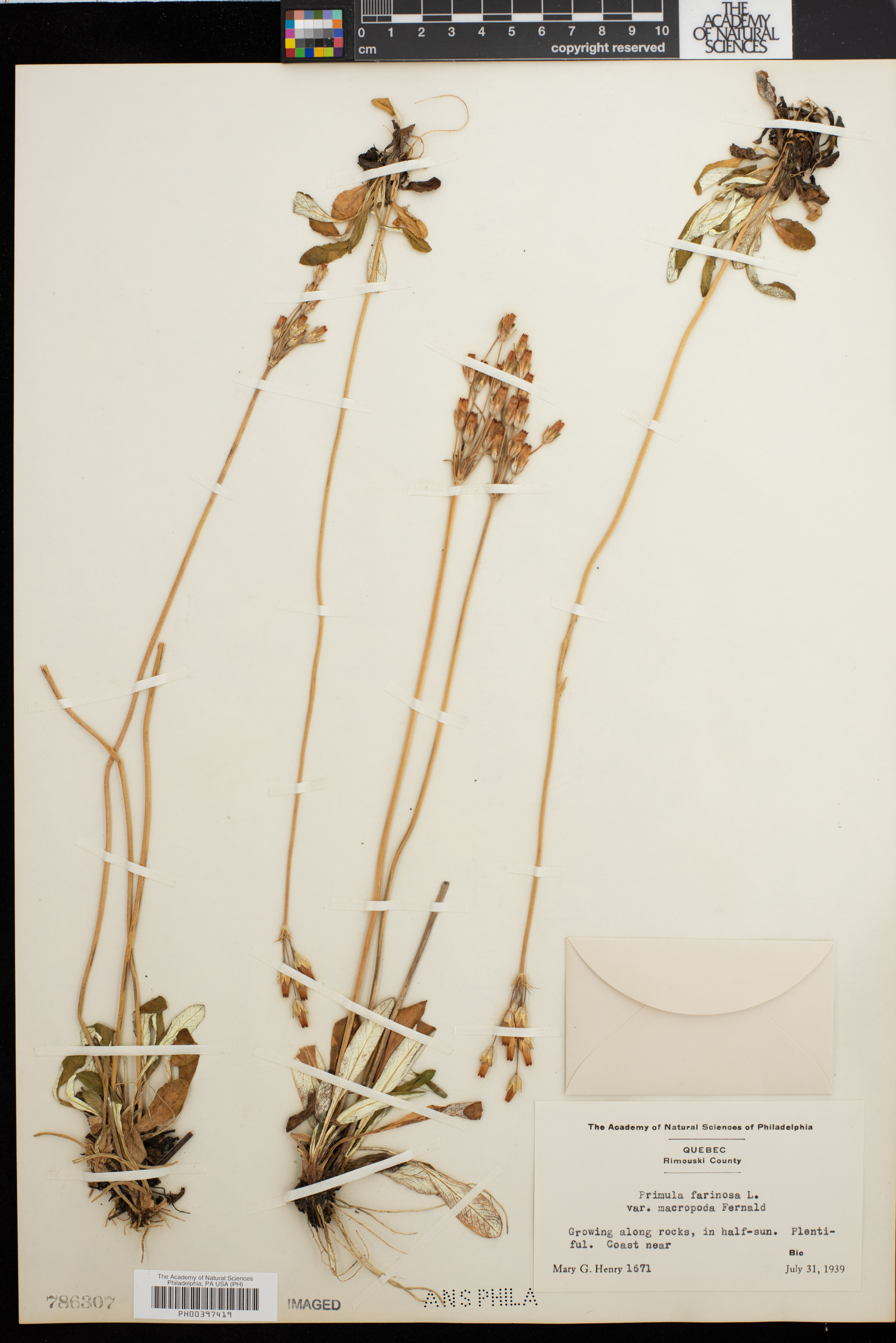 Primula farinosa var. macropoda image