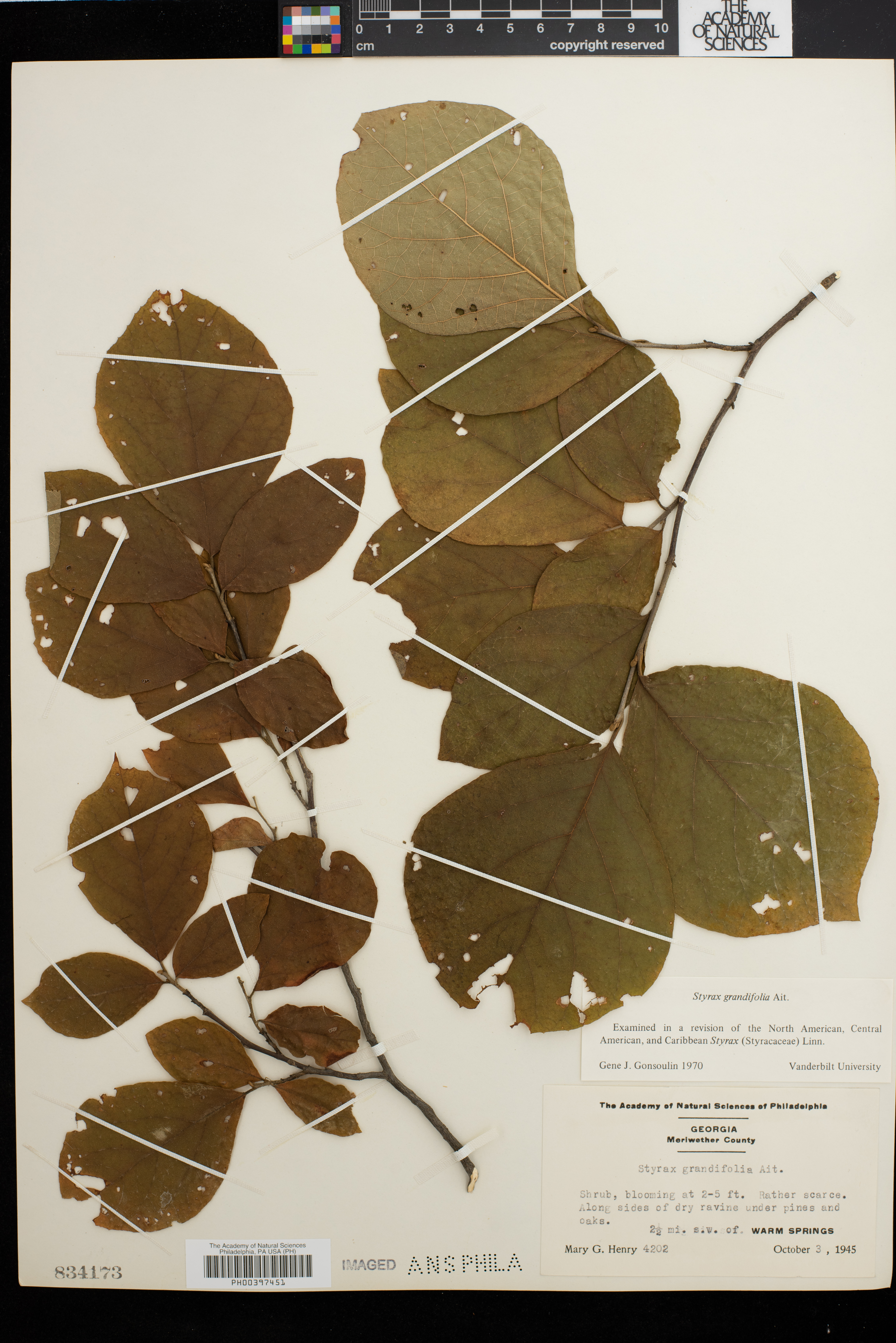 Styracaceae image