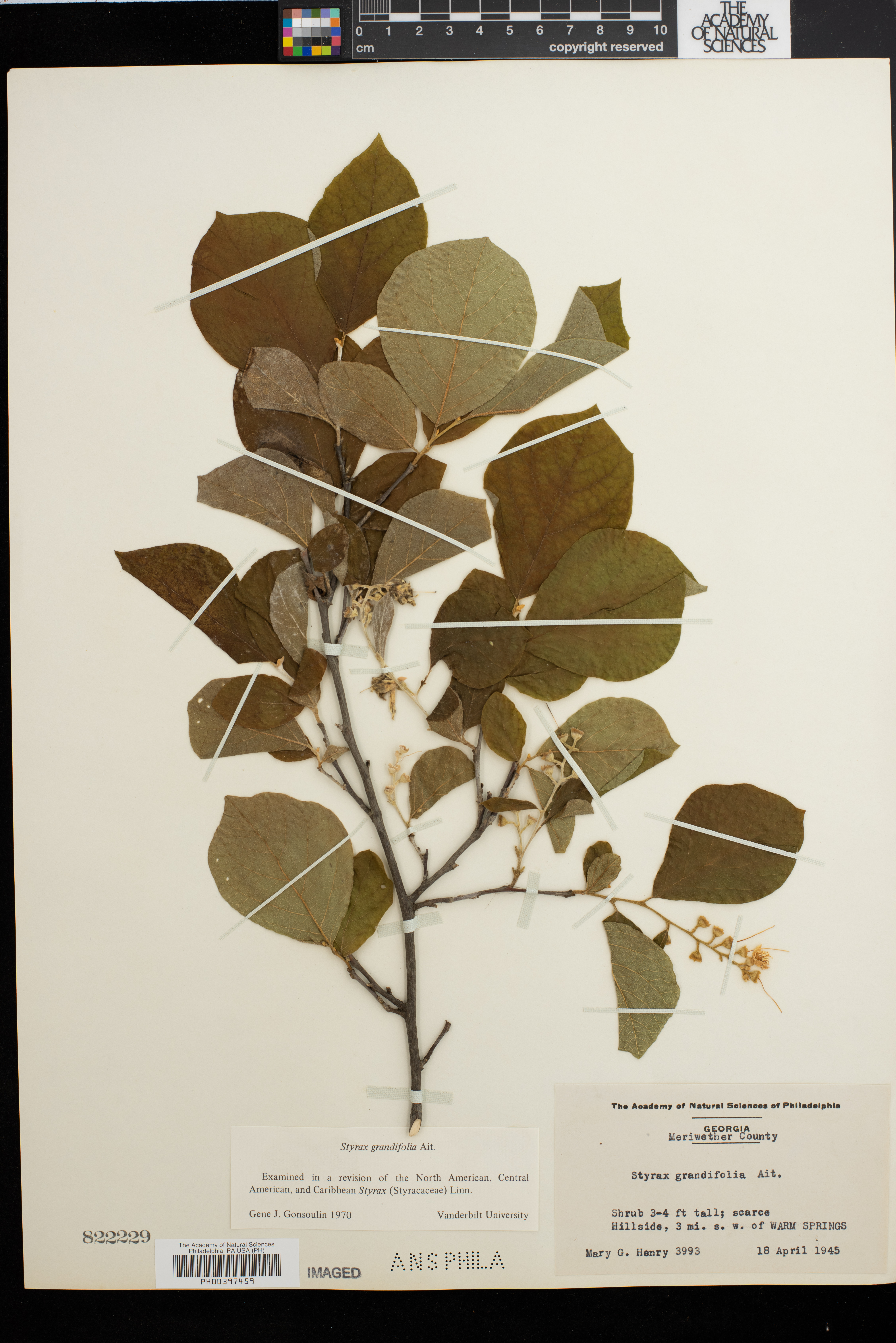 Styrax grandifolia image