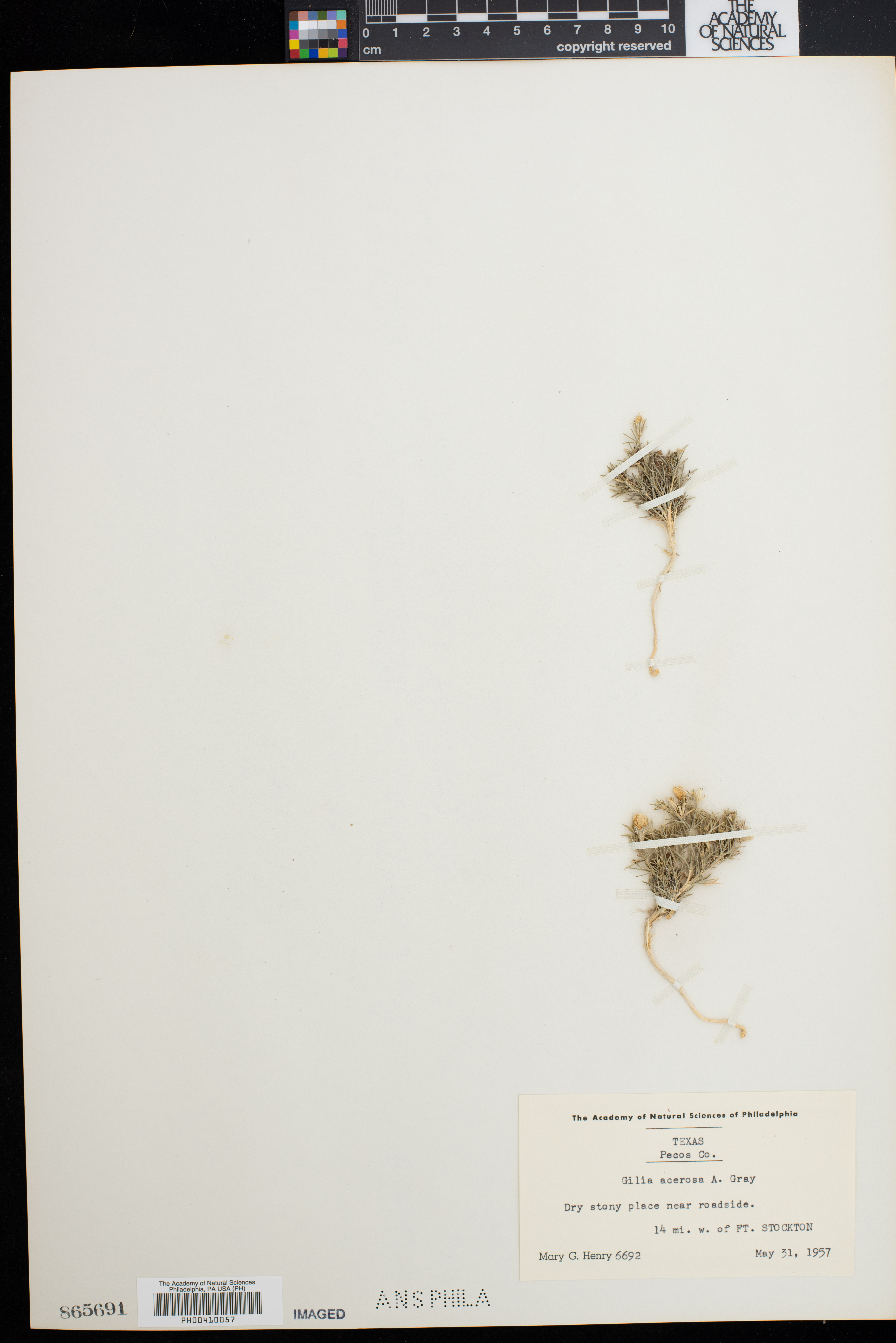 Giliastrum acerosum image