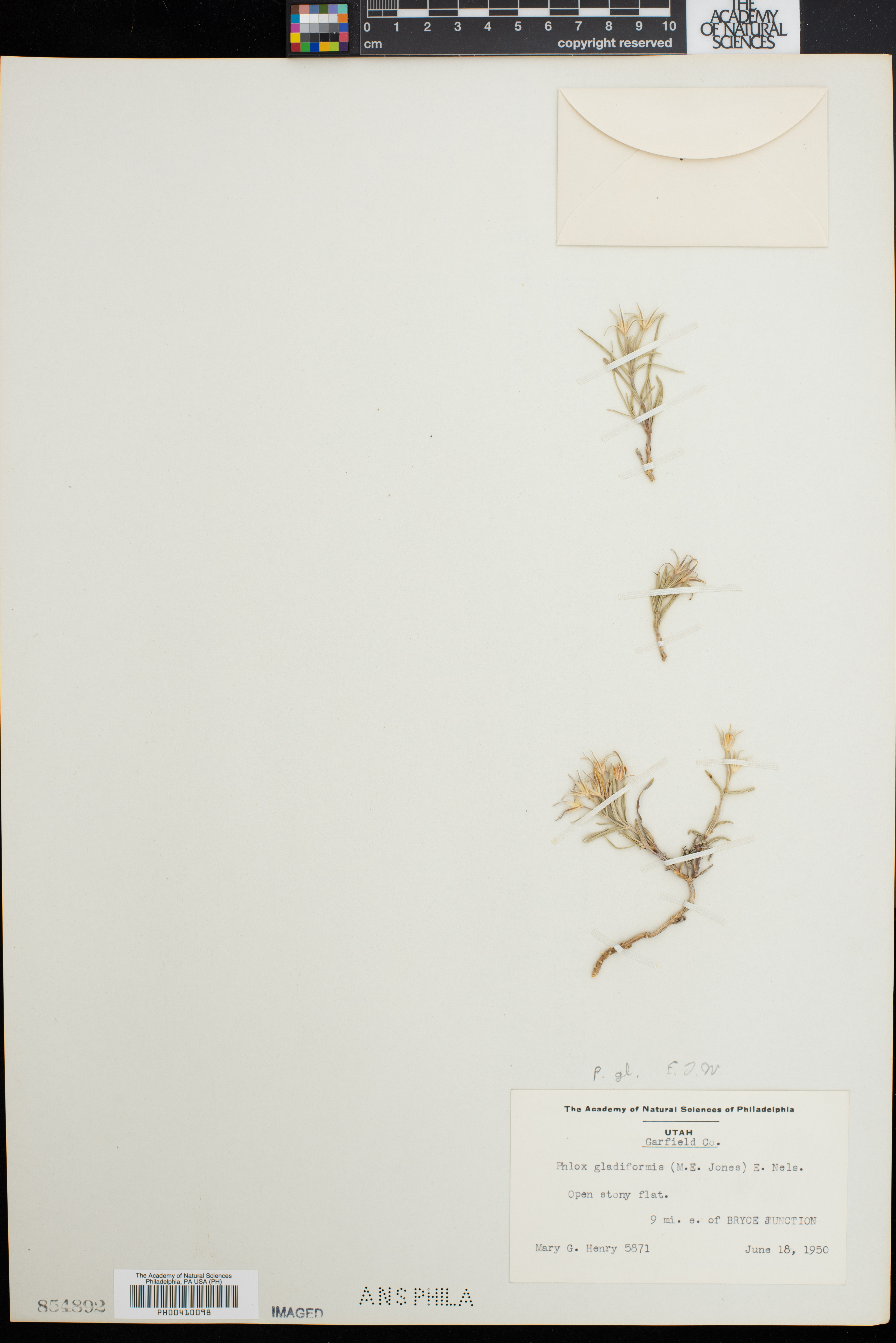 Phlox gladiformis image