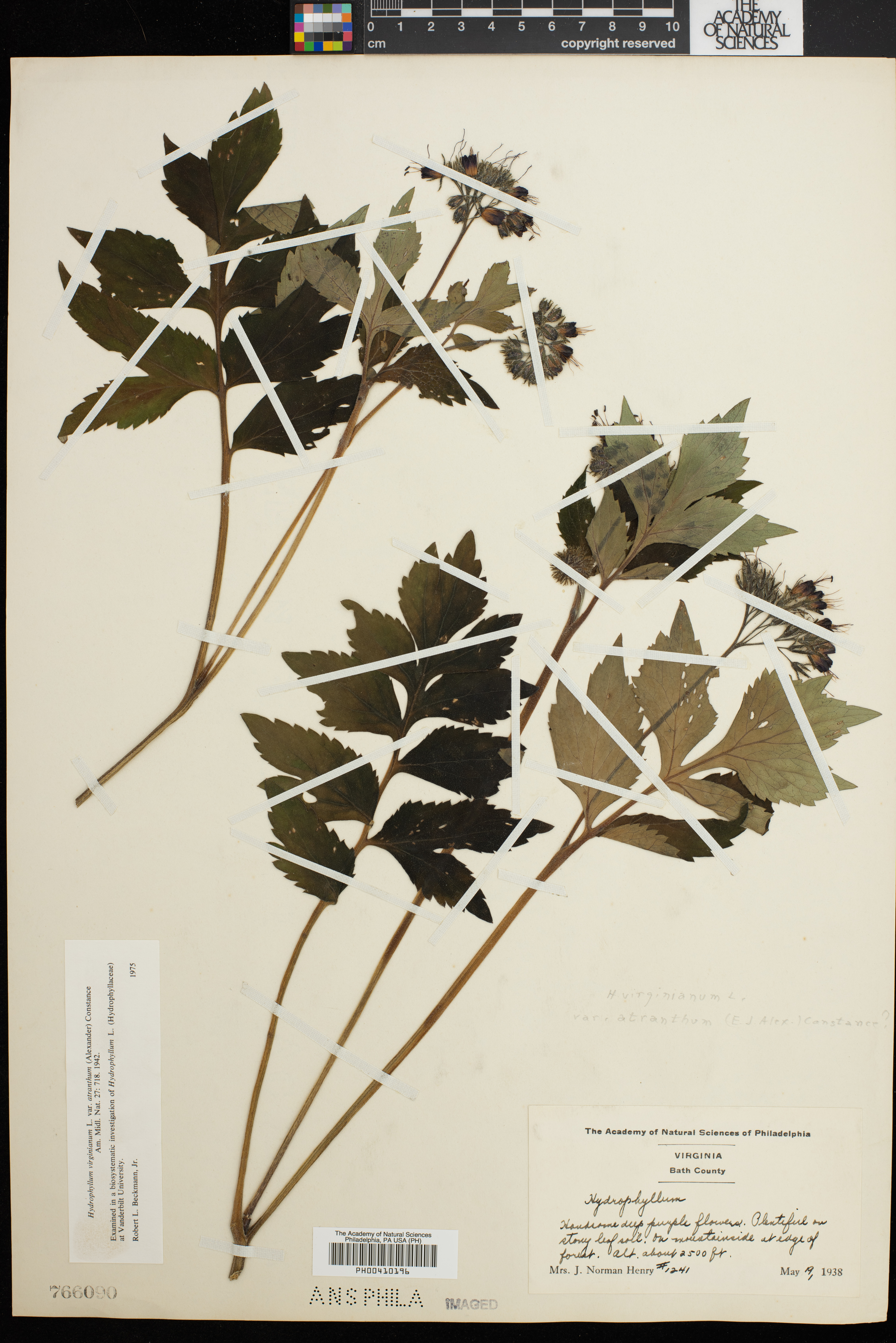 Hydrophyllum virginianum var. atranthum image
