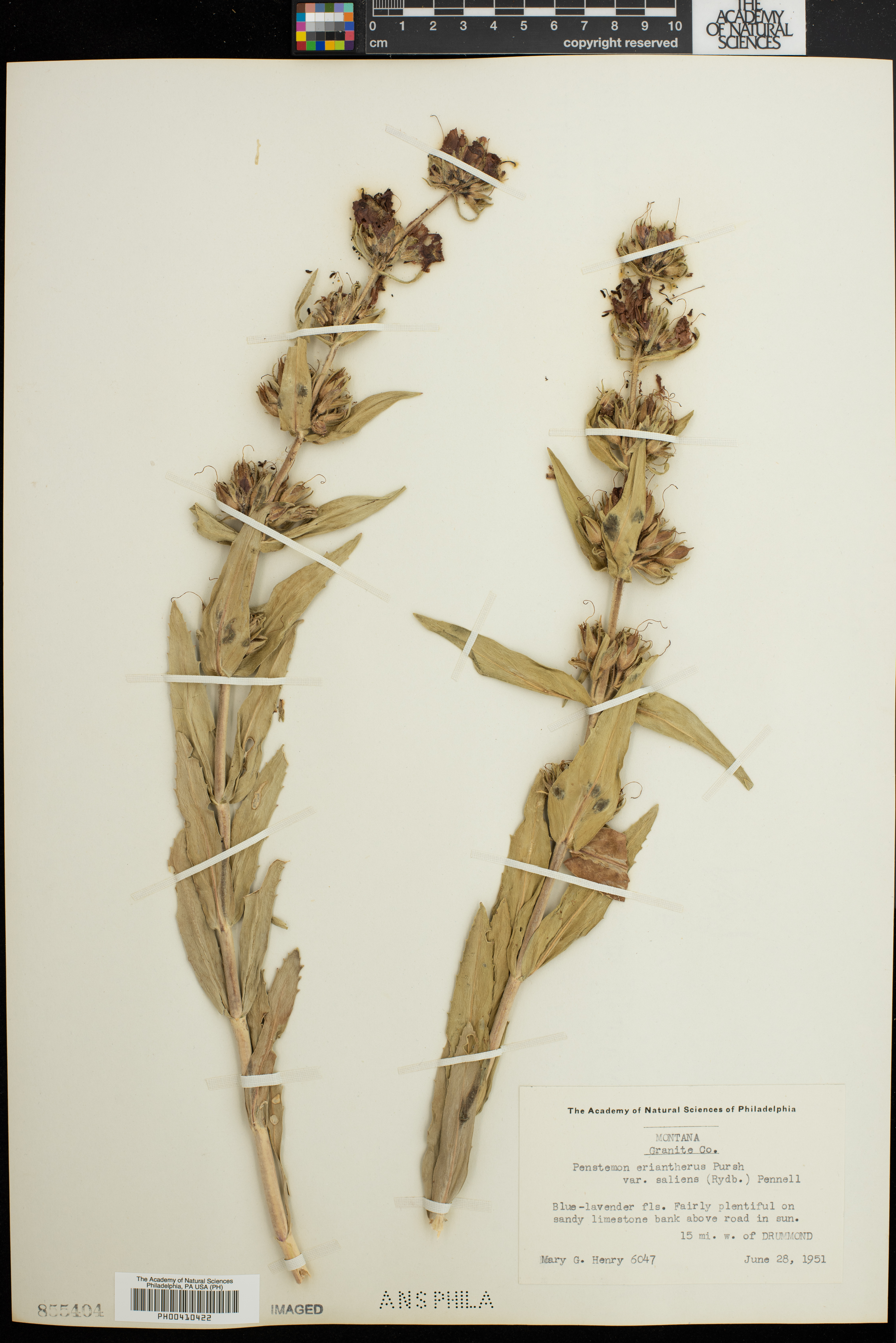 Penstemon eriantherus subsp. saliens image