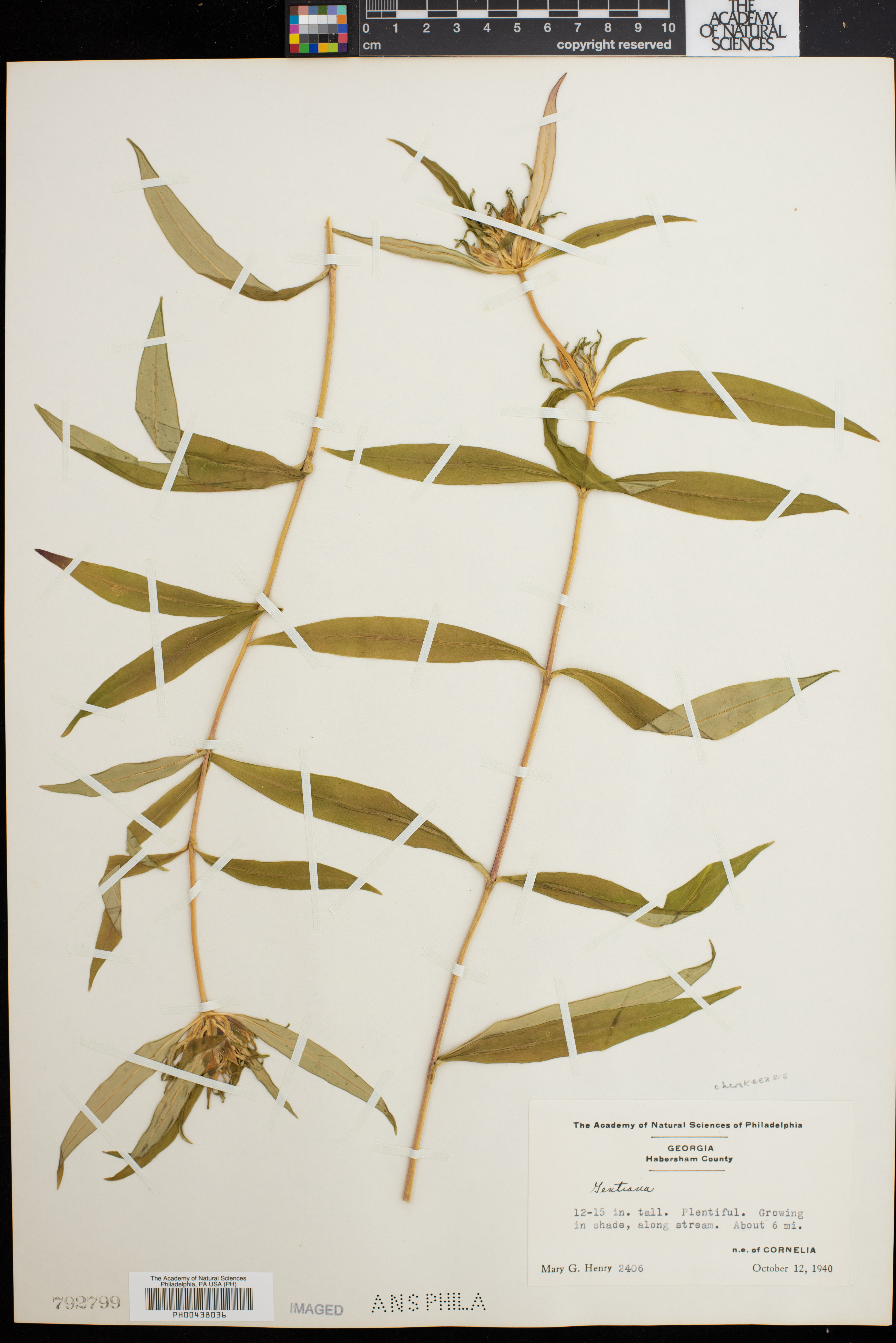 Gentiana cherokeensis image