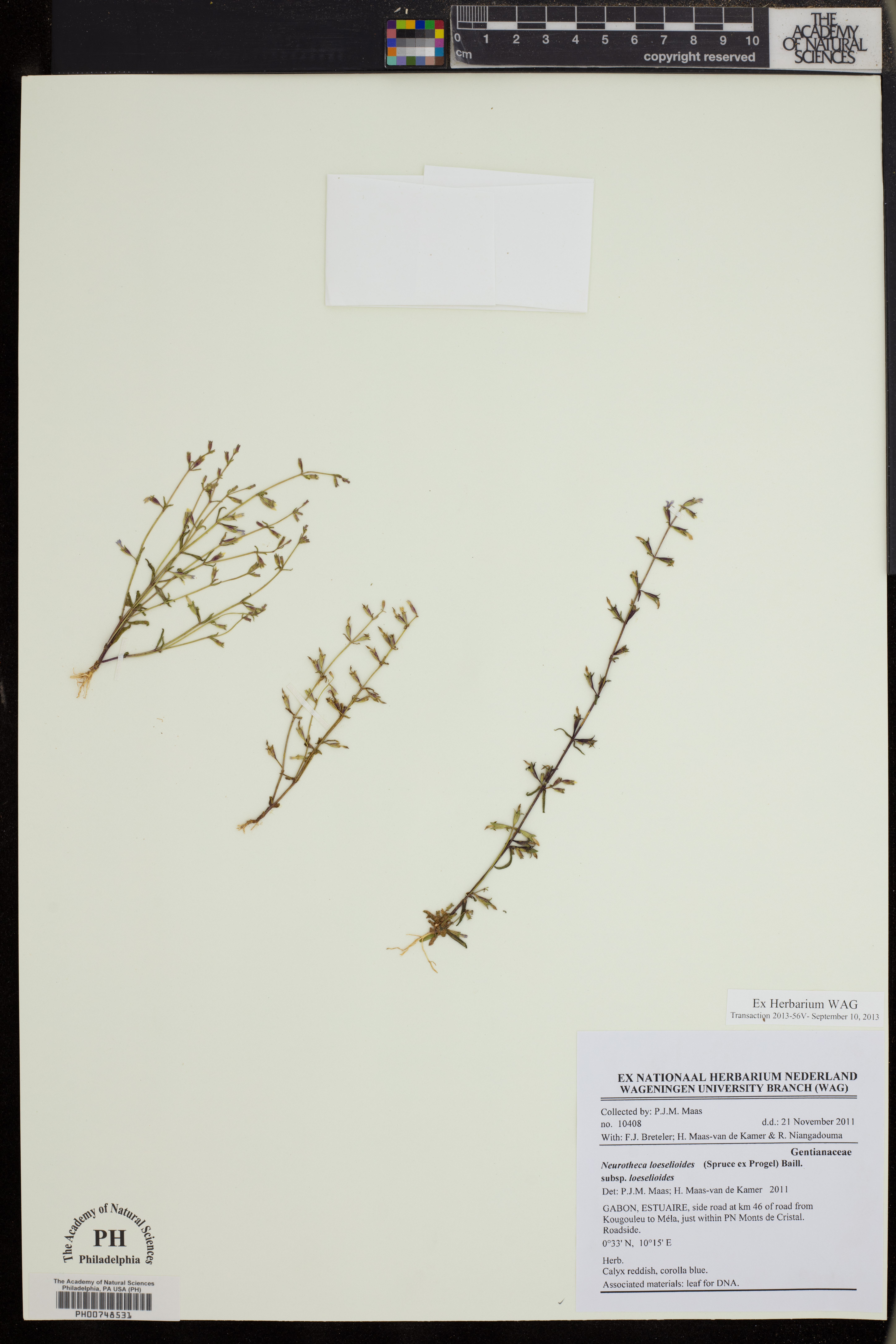 Neurotheca loeselioides subsp. loeselioides image