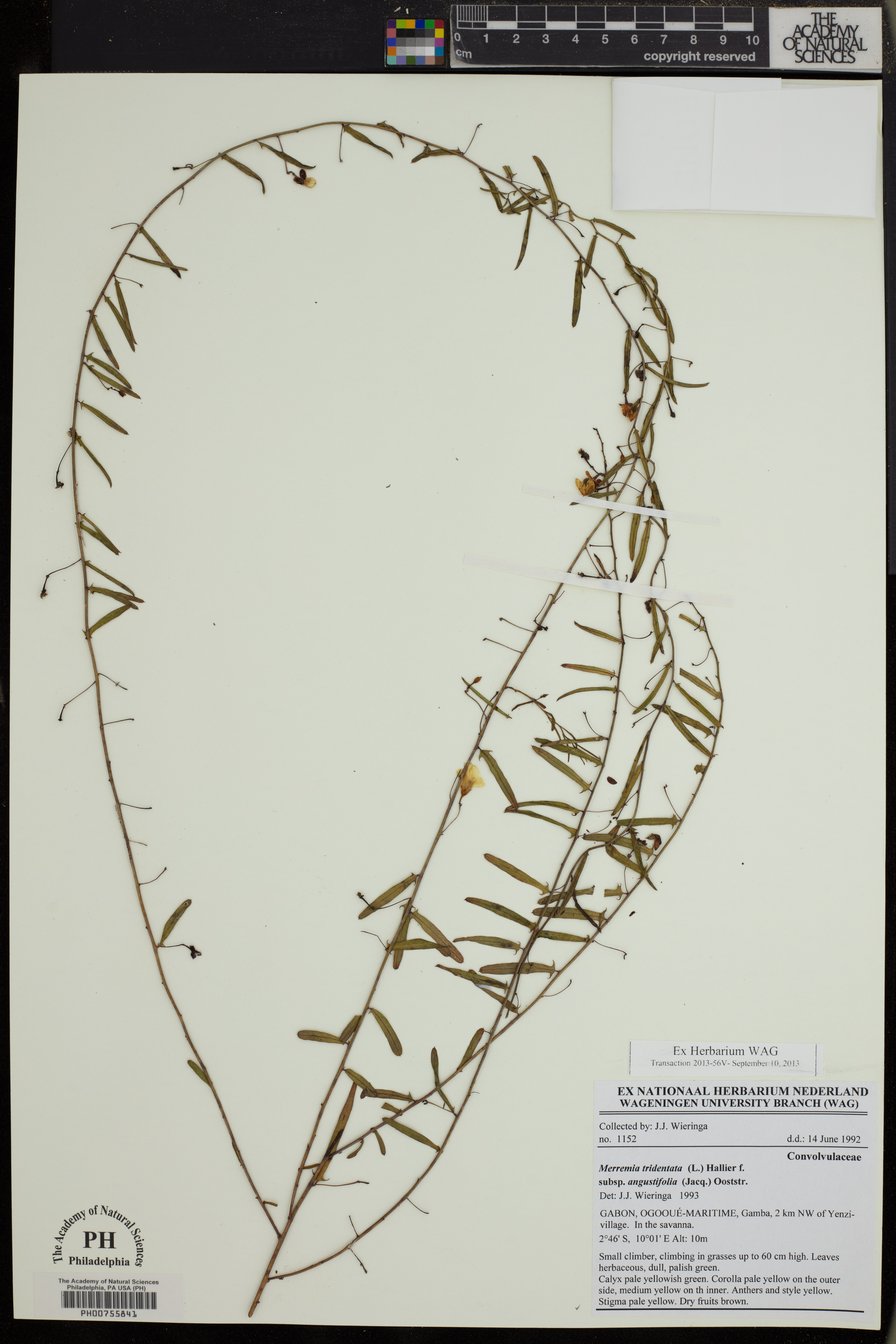 Merremia tridentata subsp. angustifolia image