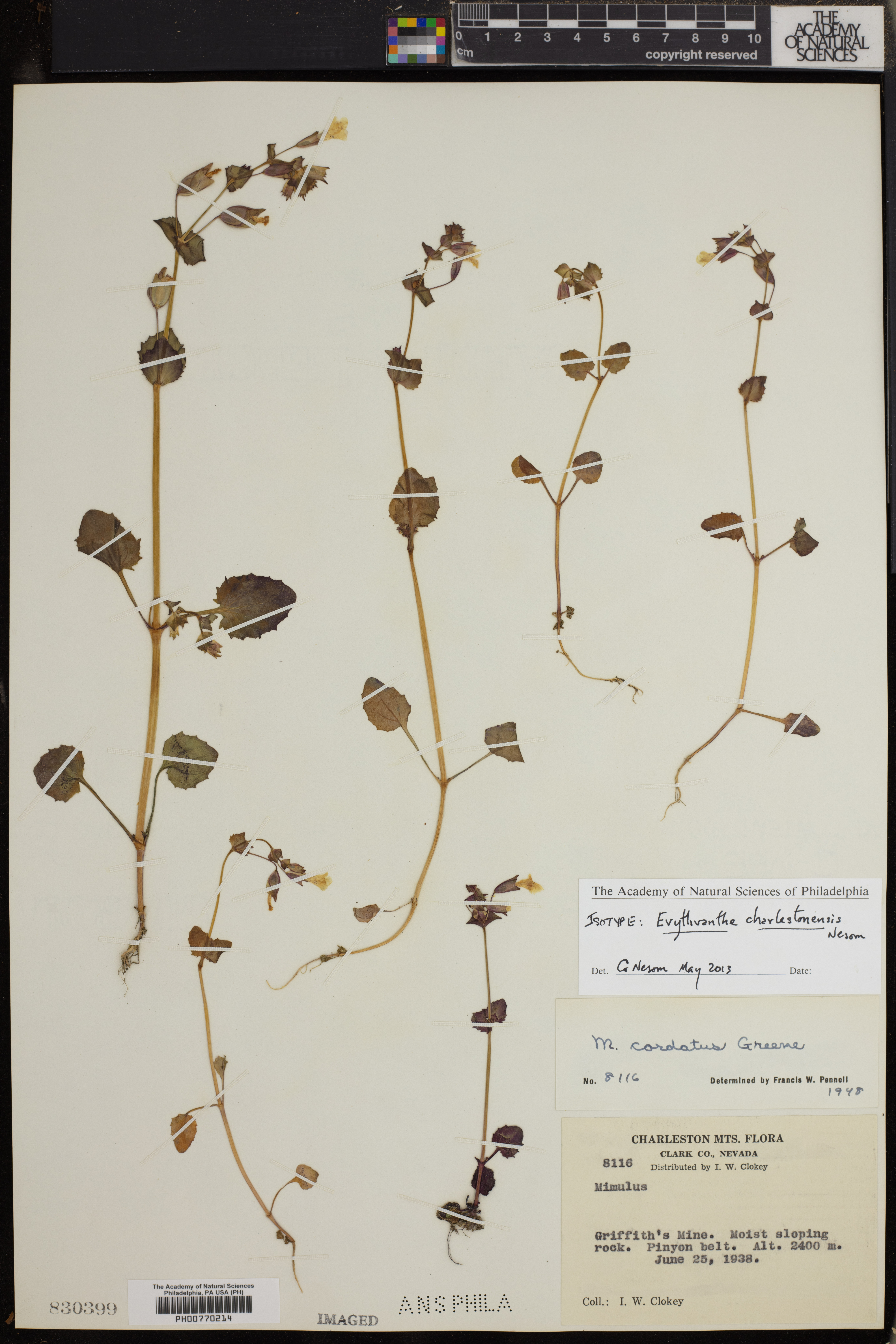 Erythranthe charlestonensis image