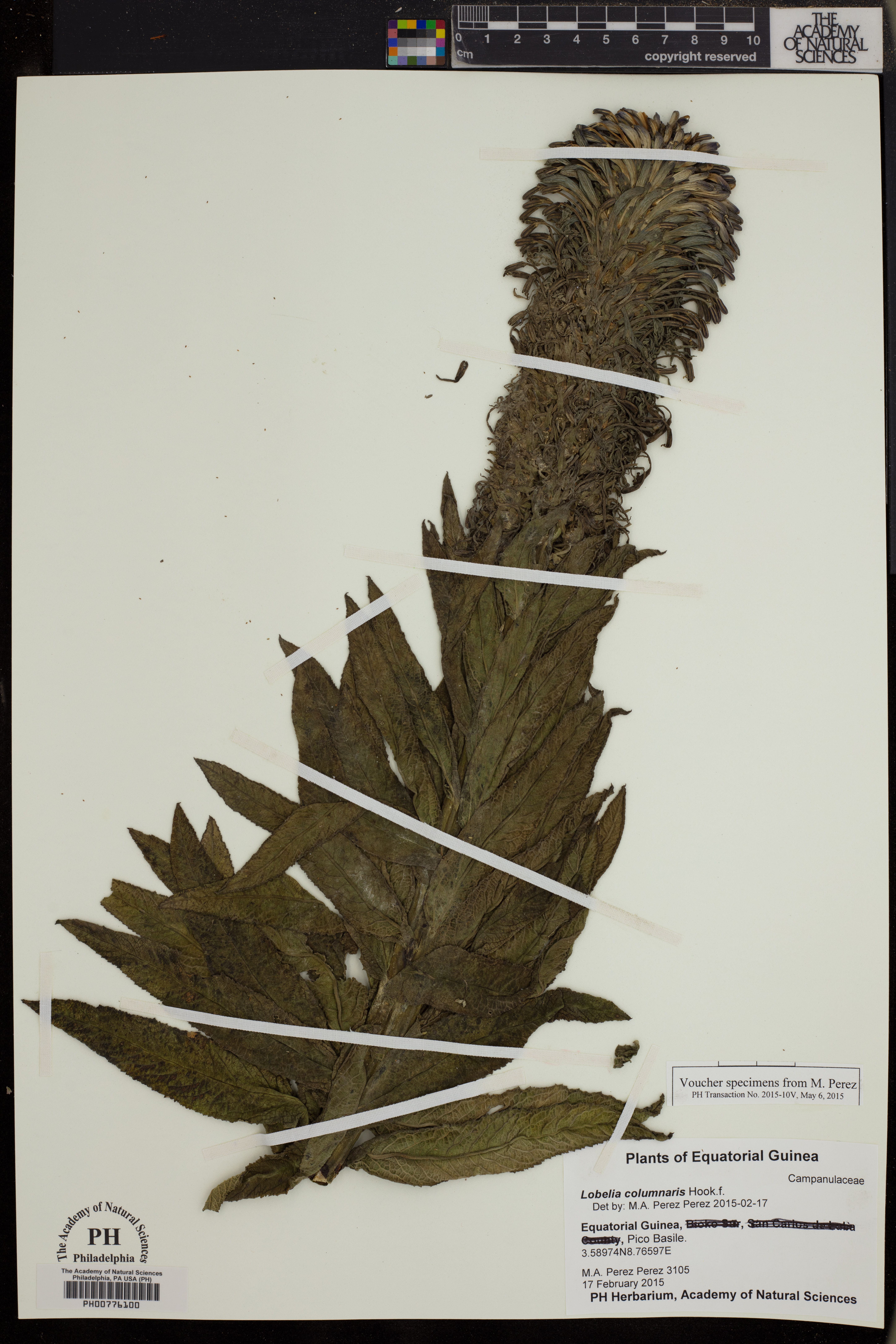 Lobelia columnaris image
