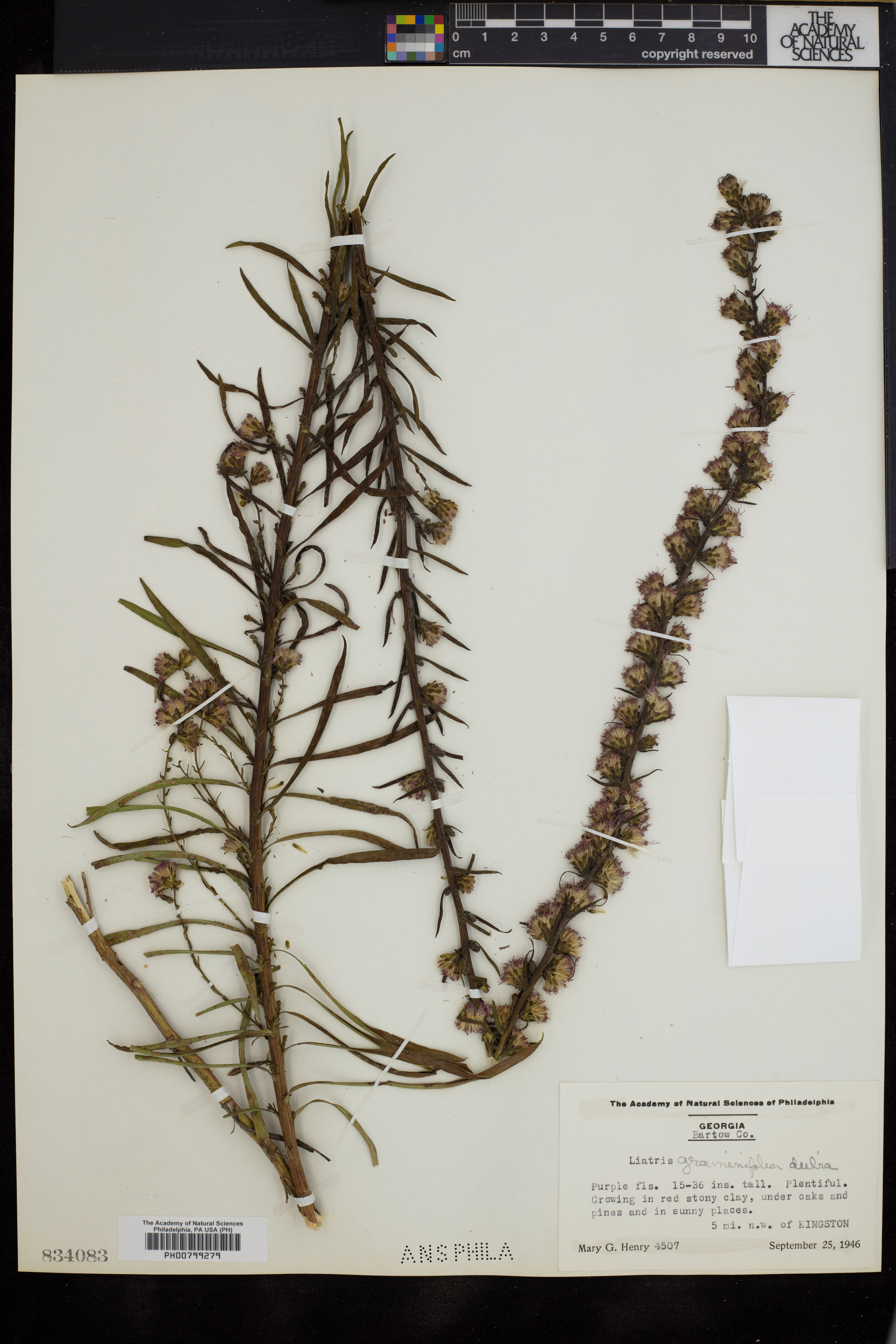Liatris graminifolia var. dubia image