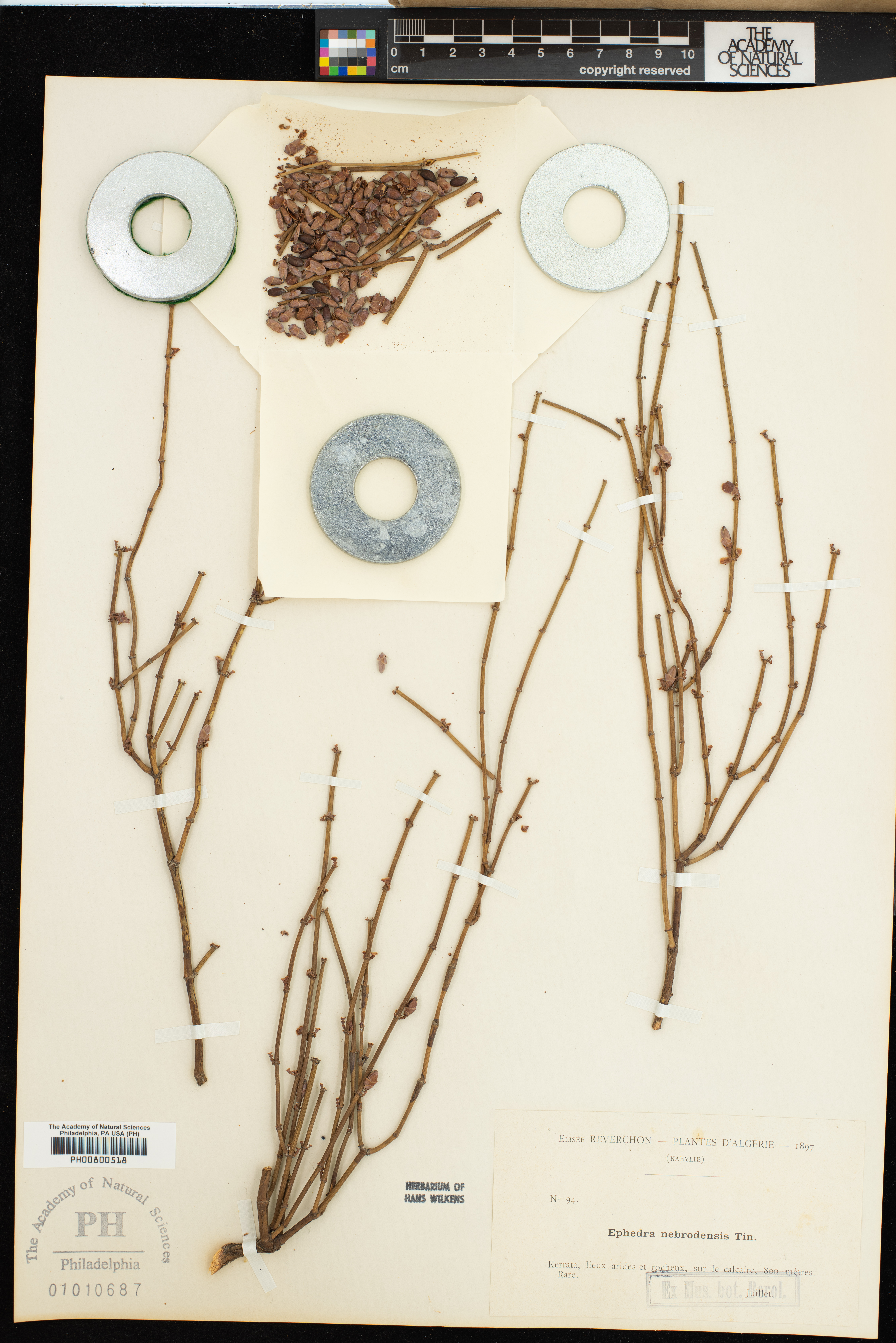Ephedraceae image