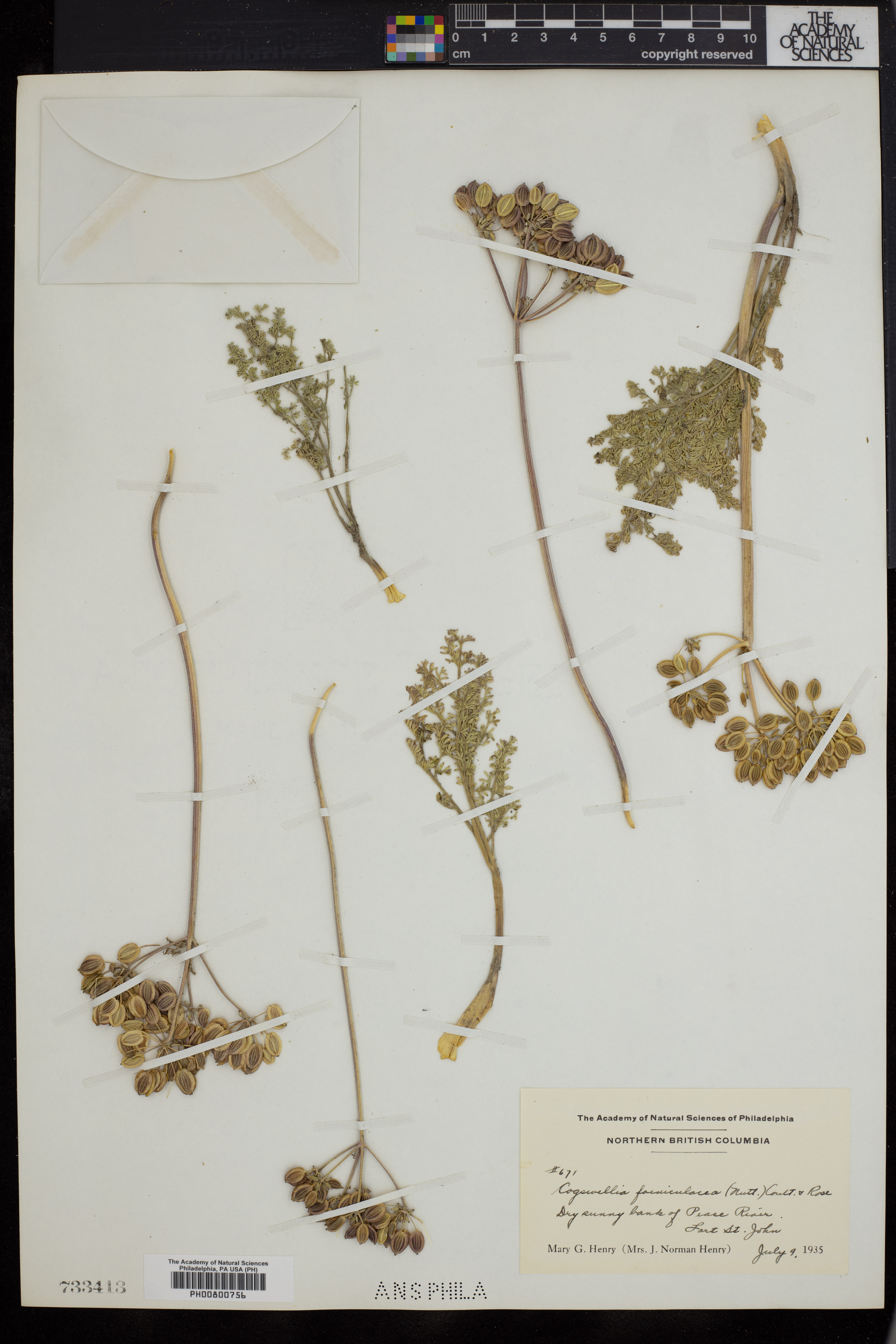 Cogswellia foeniculacea image