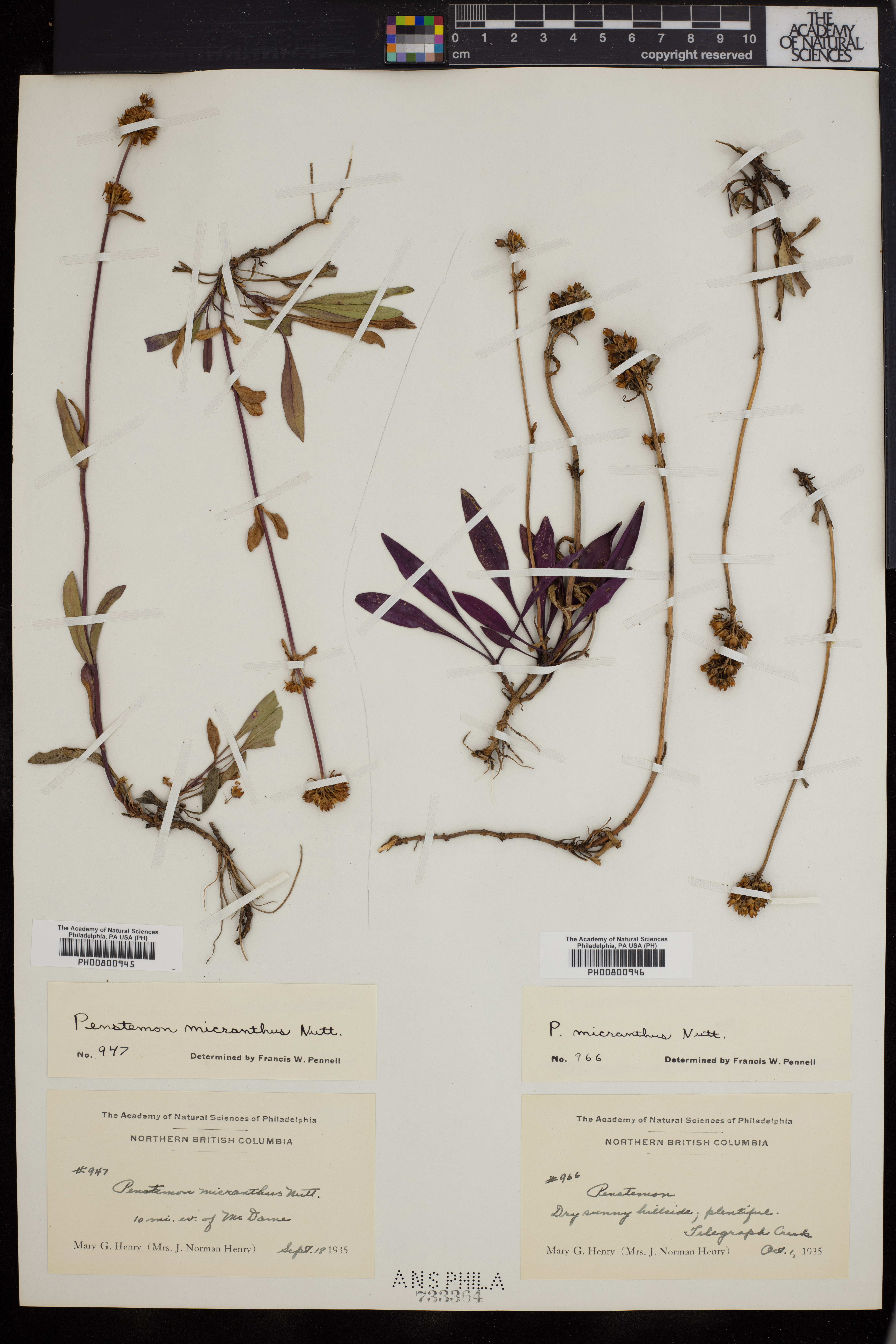Penstemon micranthus image