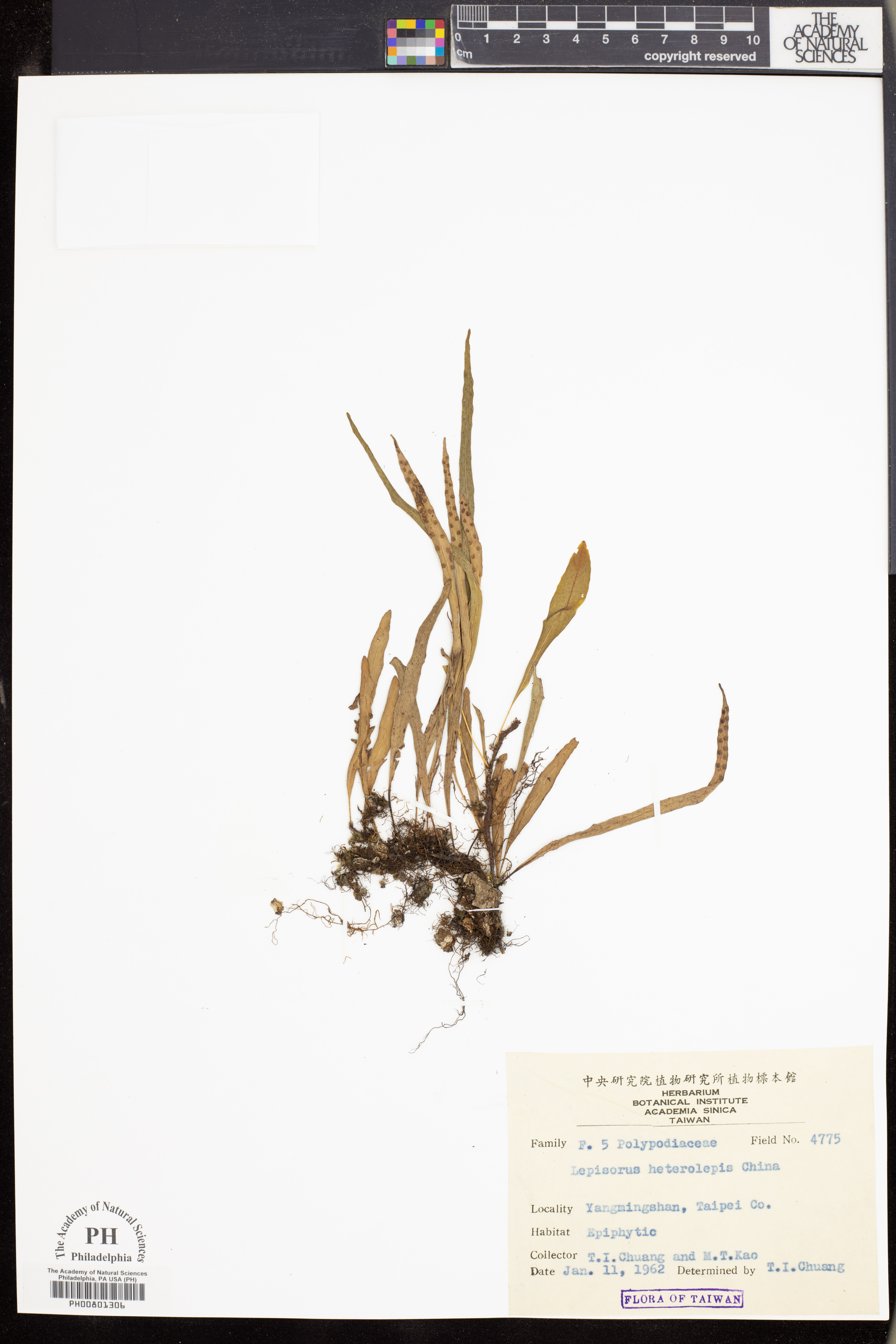 Lepisorus heterolepis image