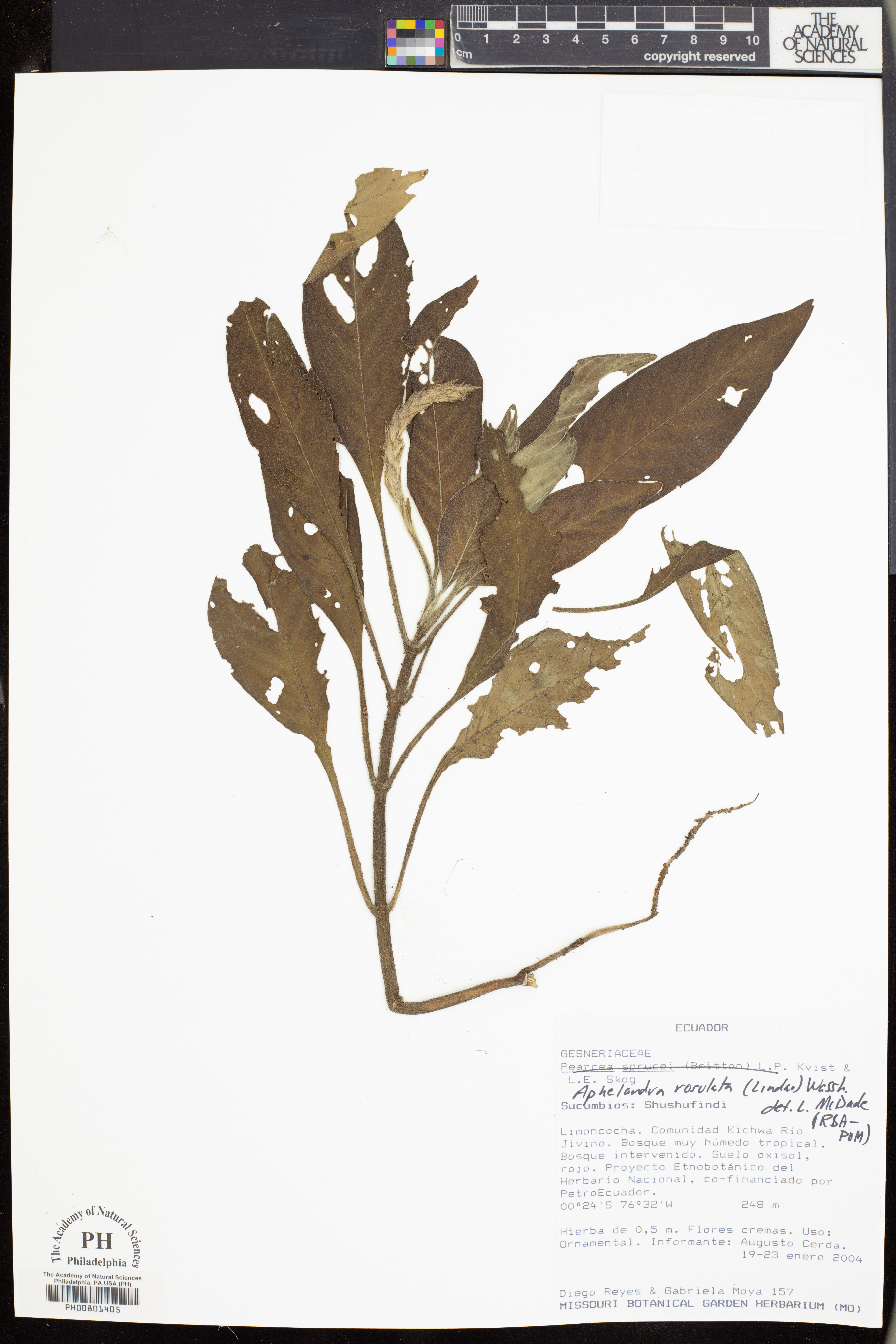 Aphelandra rosulata image